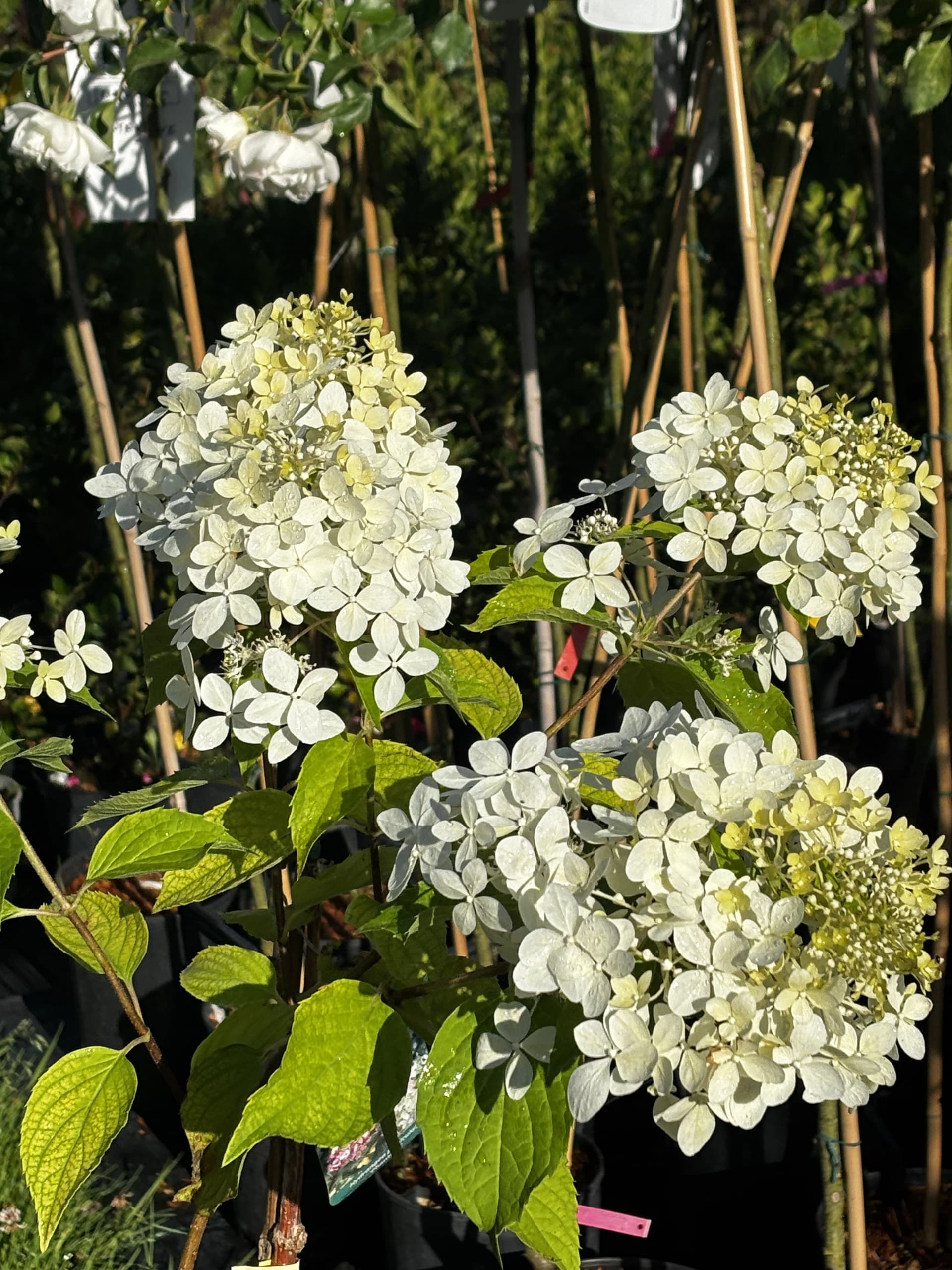 Hortensja bukietowa Phantom na pniu (Hydrangea paniculata 'Phantom' (forma szczepiona na pniu)), Hortensje z produkcji Świat Roślin, zdjęcie 3
