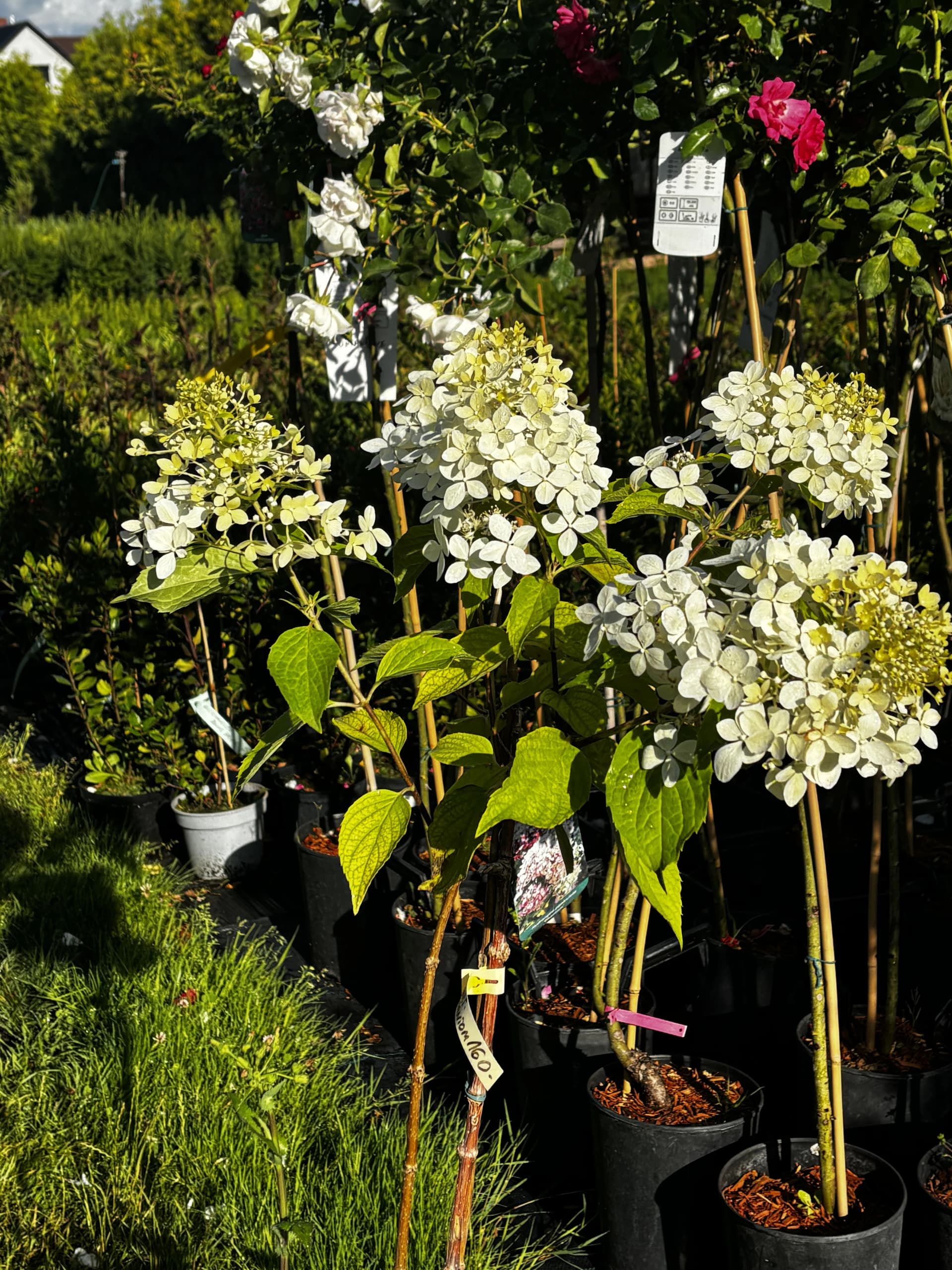 Hortensja bukietowa Phantom na pniu – Hortensje