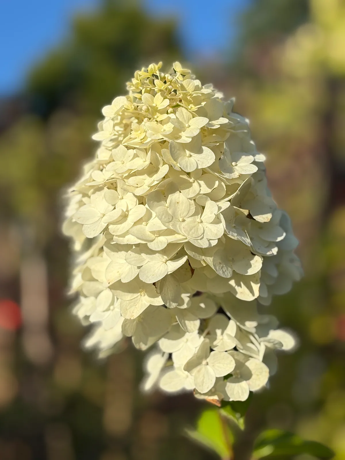 Hortensja bukietowa 'Polar Bear' (Hydrangea paniculata 'Polar Bear' PBR), Hortensje z produkcji Świat Roślin, zdjęcie 1
