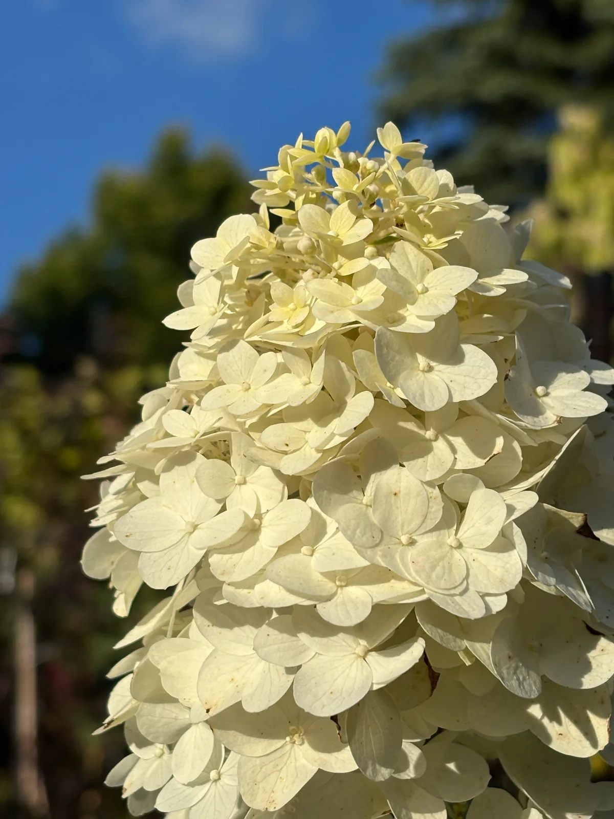 Hortensja bukietowa 'Polar Bear' (Hydrangea paniculata 'Polar Bear' PBR), Hortensje z produkcji Świat Roślin, zdjęcie 3