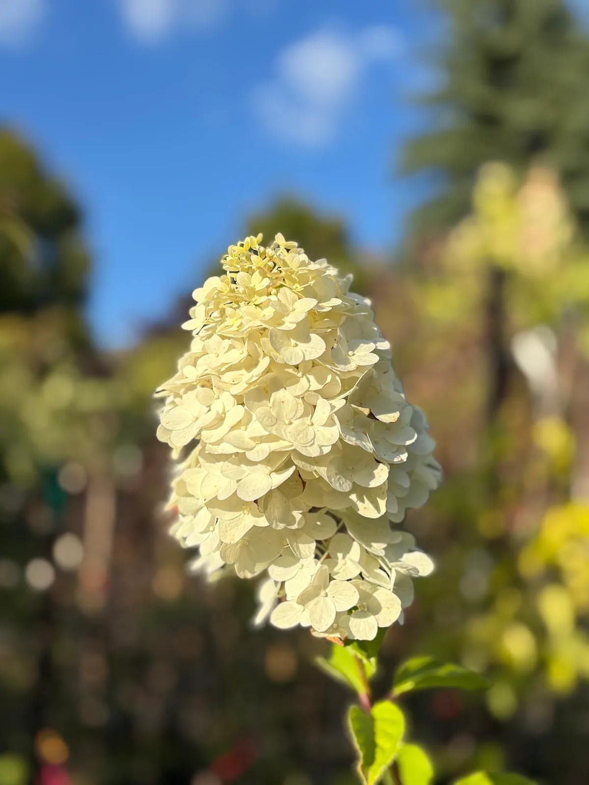 Hortensja bukietowa 'Polar Bear' (Hydrangea paniculata 'Polar Bear' PBR), Hortensje z produkcji Świat Roślin, zdjęcie 5