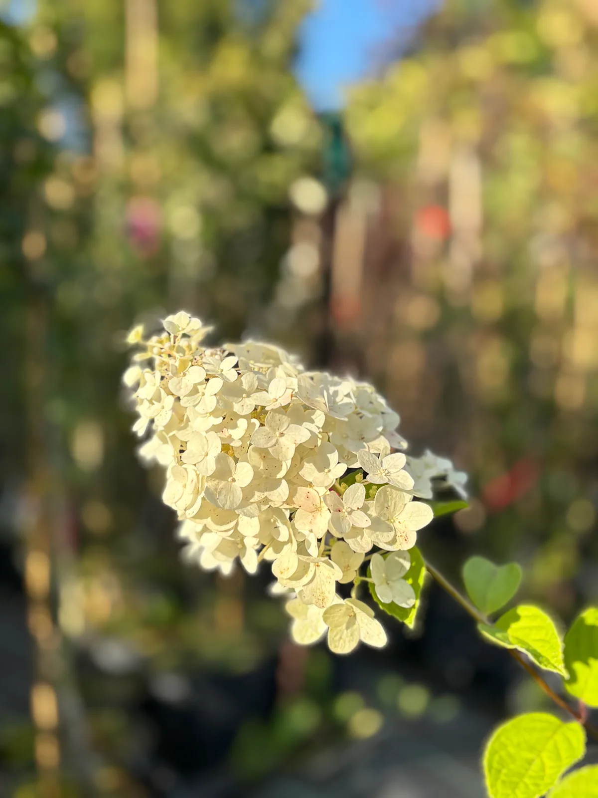 Hortensja bukietowa 'Polar Bear' (Hydrangea paniculata 'Polar Bear' PBR), Hortensje z produkcji Świat Roślin, zdjęcie 6