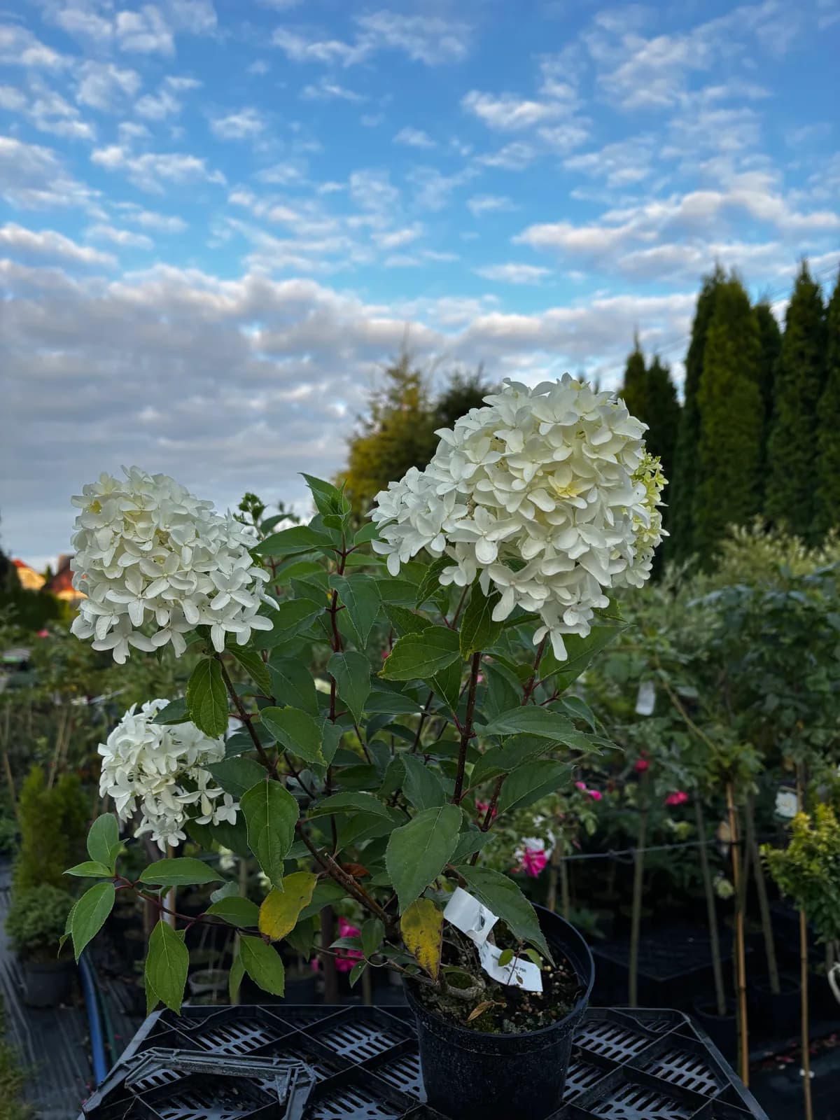 Hortensja bukietowa Skyfall (Hydrangea paniculata SKYFALL 'Frenne' PBR), Hortensje z produkcji Świat Roślin, zdjęcie 3