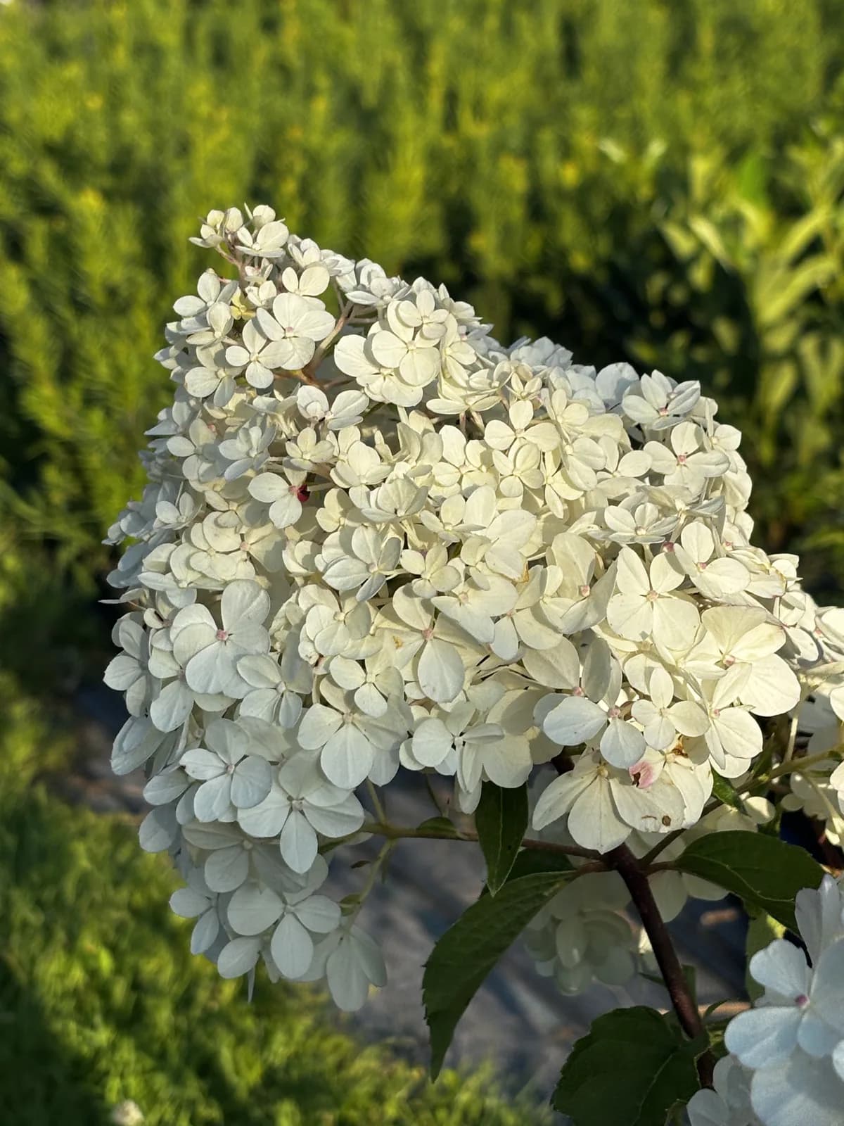 Hortensja bukietowa Vanille Fraise – Hortensje