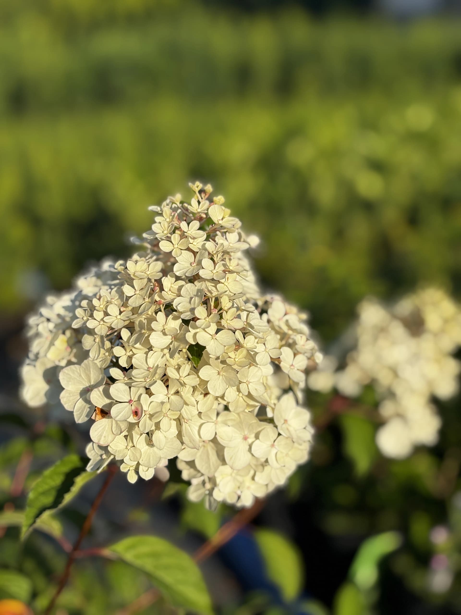 Hortensja bukietowa Vanille Fraise (Hydrangea paniculata 'Vanille Fraise' (syn. 'Renhy')), Hortensje z produkcji Świat Roślin, zdjęcie 6