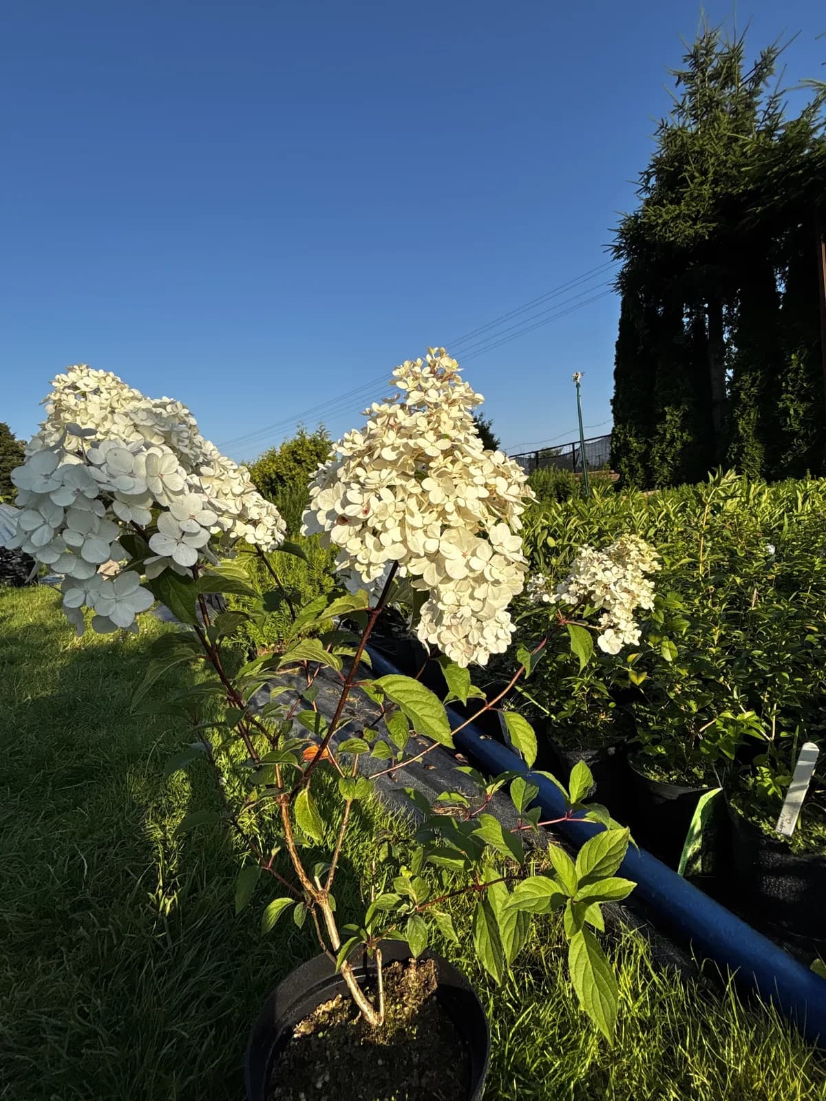 Hortensja bukietowa Vanille Fraise z bliska