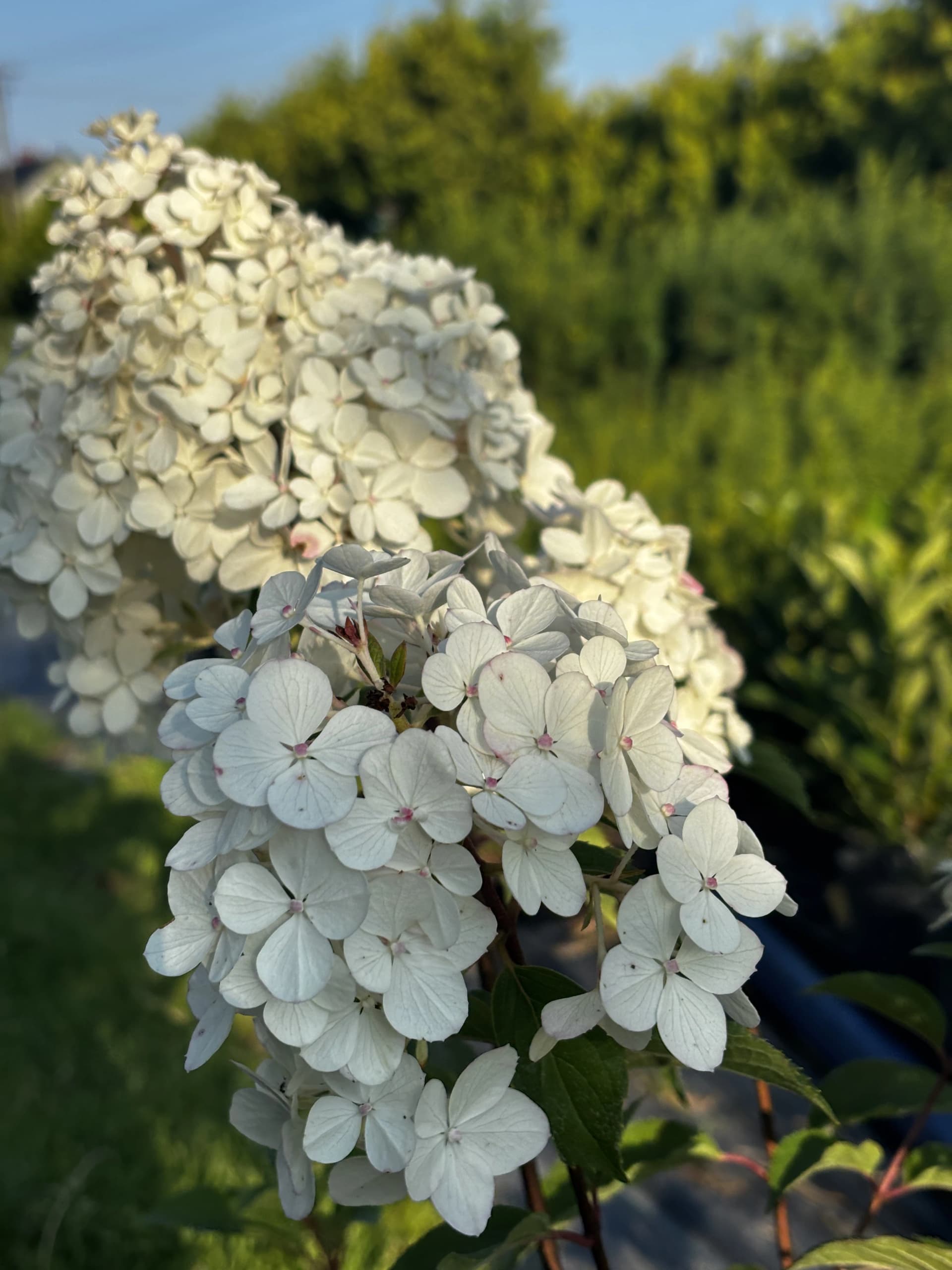 Hortensja bukietowa Vanille Fraise (Hydrangea paniculata 'Vanille Fraise' (syn. 'Renhy')), Hortensje z produkcji Świat Roślin, zdjęcie 5