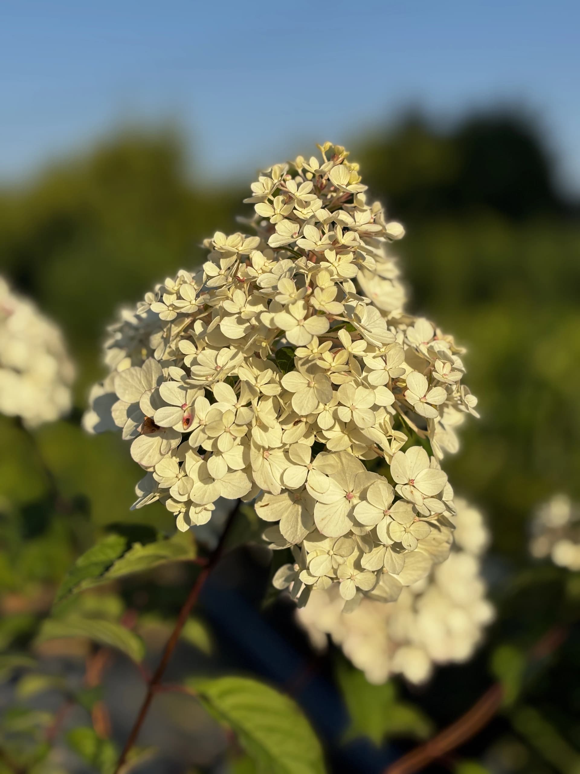 Hortensja bukietowa Vanille Fraise – Hortensje