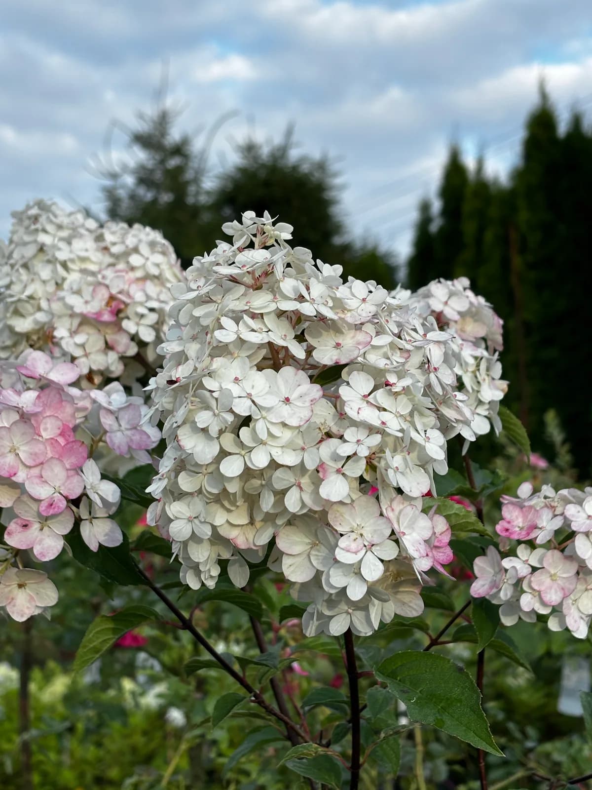 Hortensja bukietowa Vanille Fraise (Hydrangea paniculata 'Vanille Fraise' (syn. 'Renhy')), Hortensje z produkcji Świat Roślin, zdjęcie 8