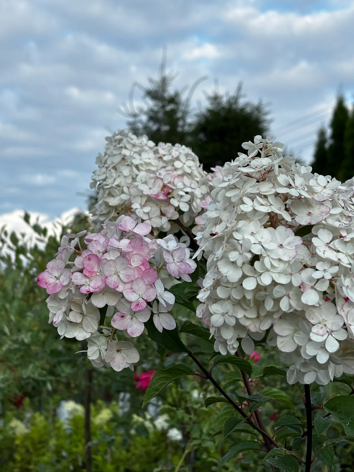 Hortensja bukietowa Vanille Fraise (Hydrangea paniculata 'Vanille Fraise' (syn. 'Renhy')), Hortensje z produkcji Świat Roślin, zdjęcie 7