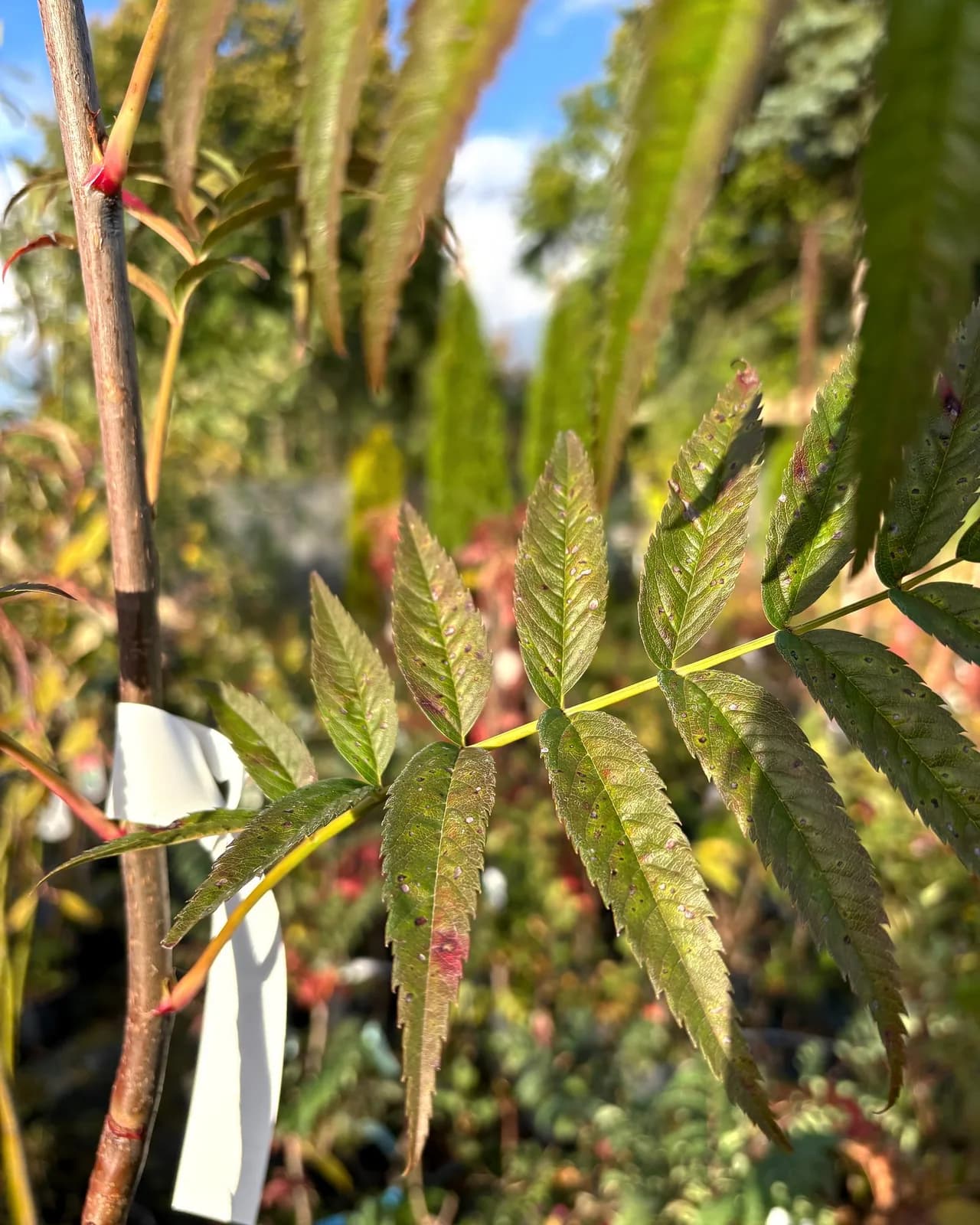 Jarząb Dodong (Sorbus ulleungensis 'Dodong'), Drzewa ozdobne z produkcji Świat Roślin, zdjęcie 3