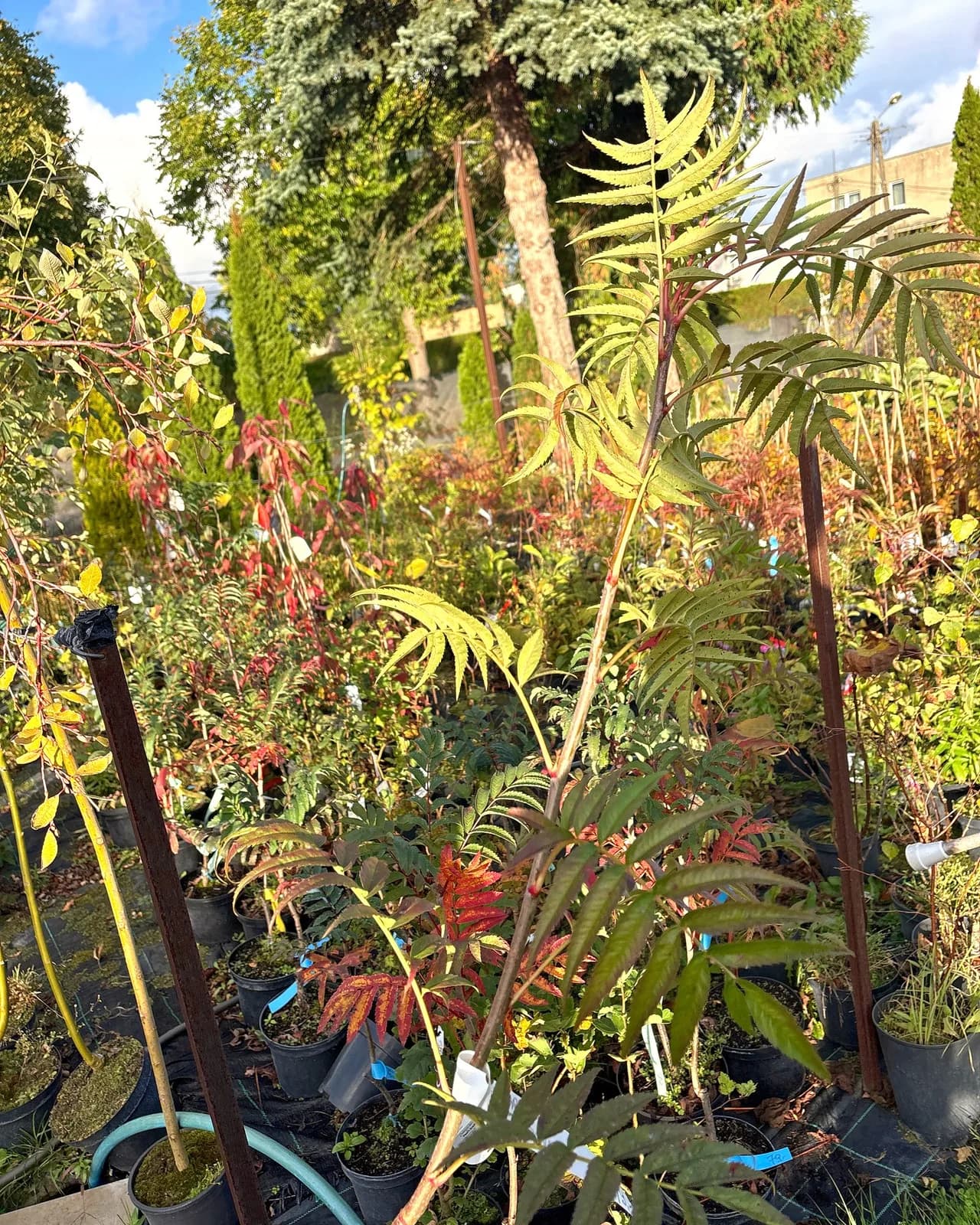 Jarząb Dodong (Sorbus ulleungensis 'Dodong'), Drzewa ozdobne z produkcji Świat Roślin, zdjęcie 6