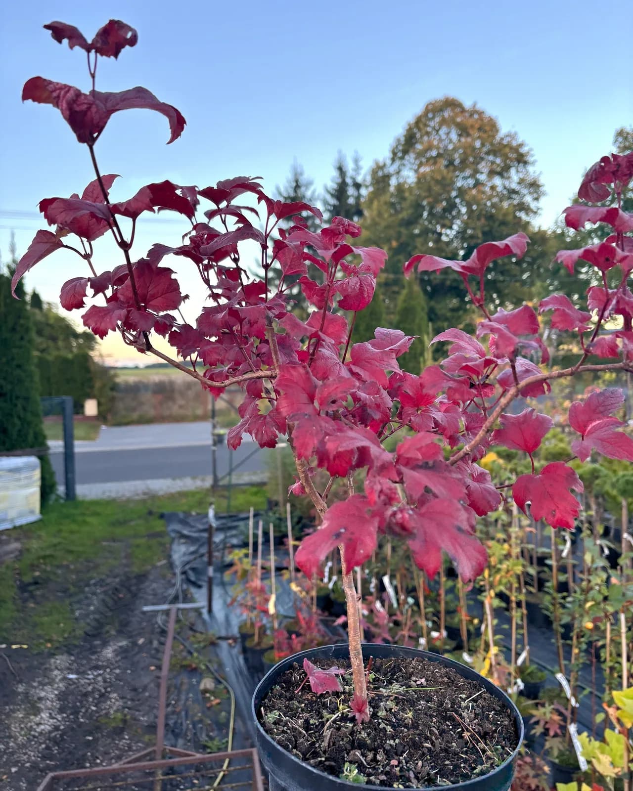 Kalina koralowa Roseum – Krzewy ozdobne