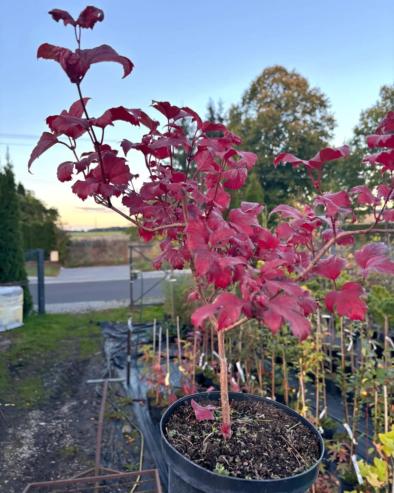 Kalina koralowa Roseum z bliska