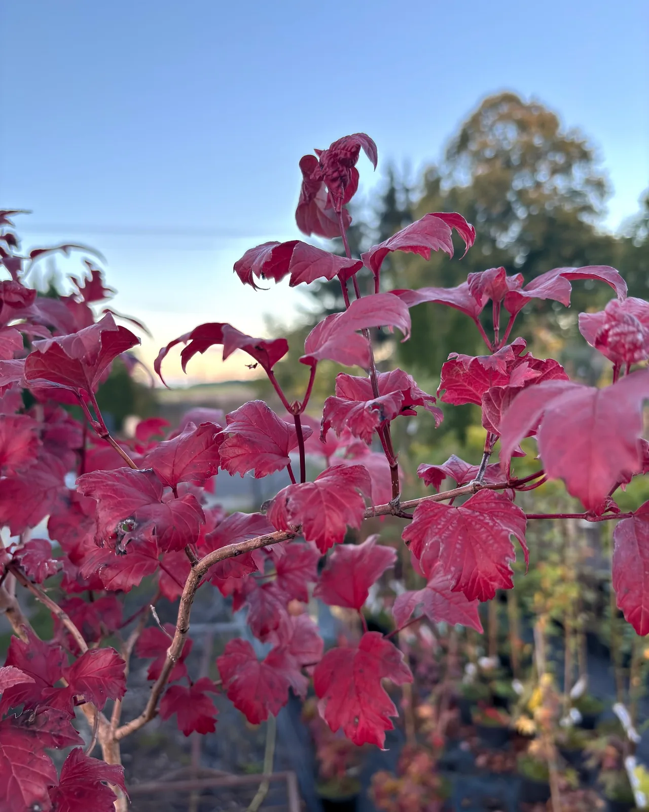 Kalina koralowa Roseum (Viburnum opulus 'Roseum'), Krzewy ozdobne z produkcji Świat Roślin, zdjęcie 3