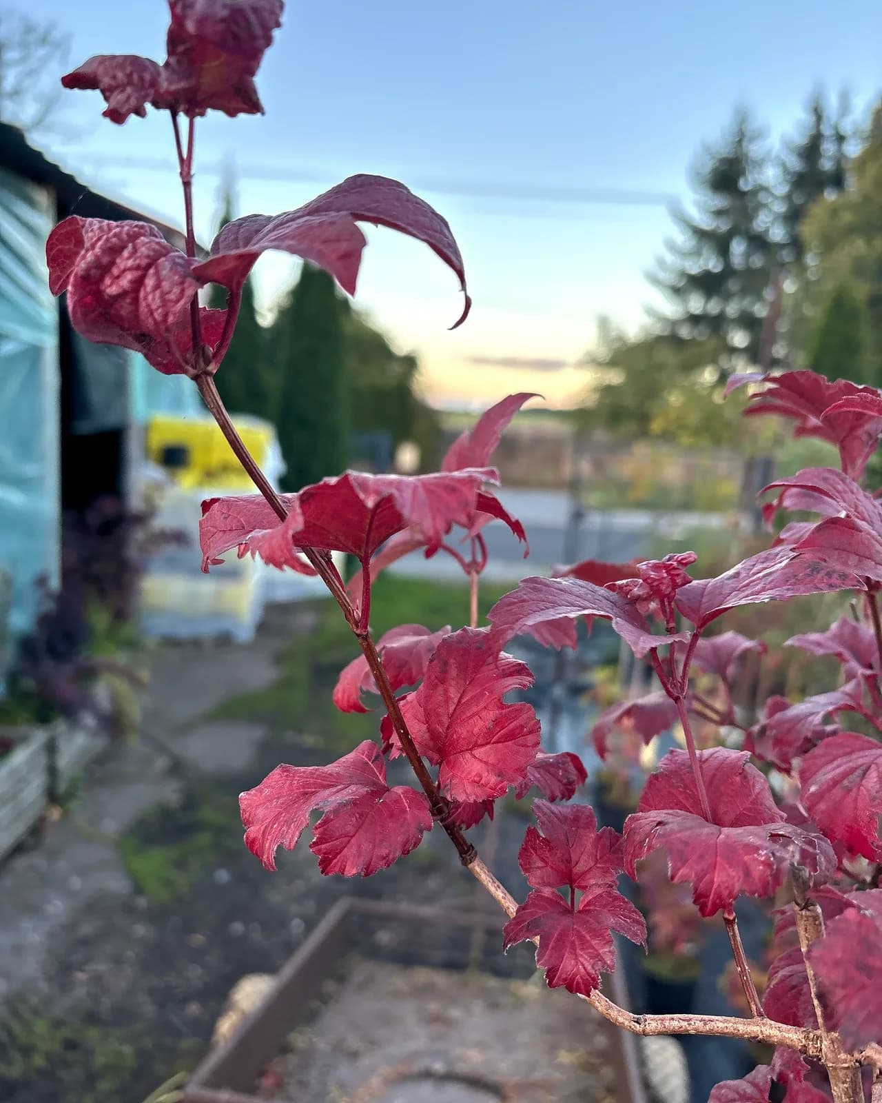 Sadzenie: Kalina koralowa Roseum