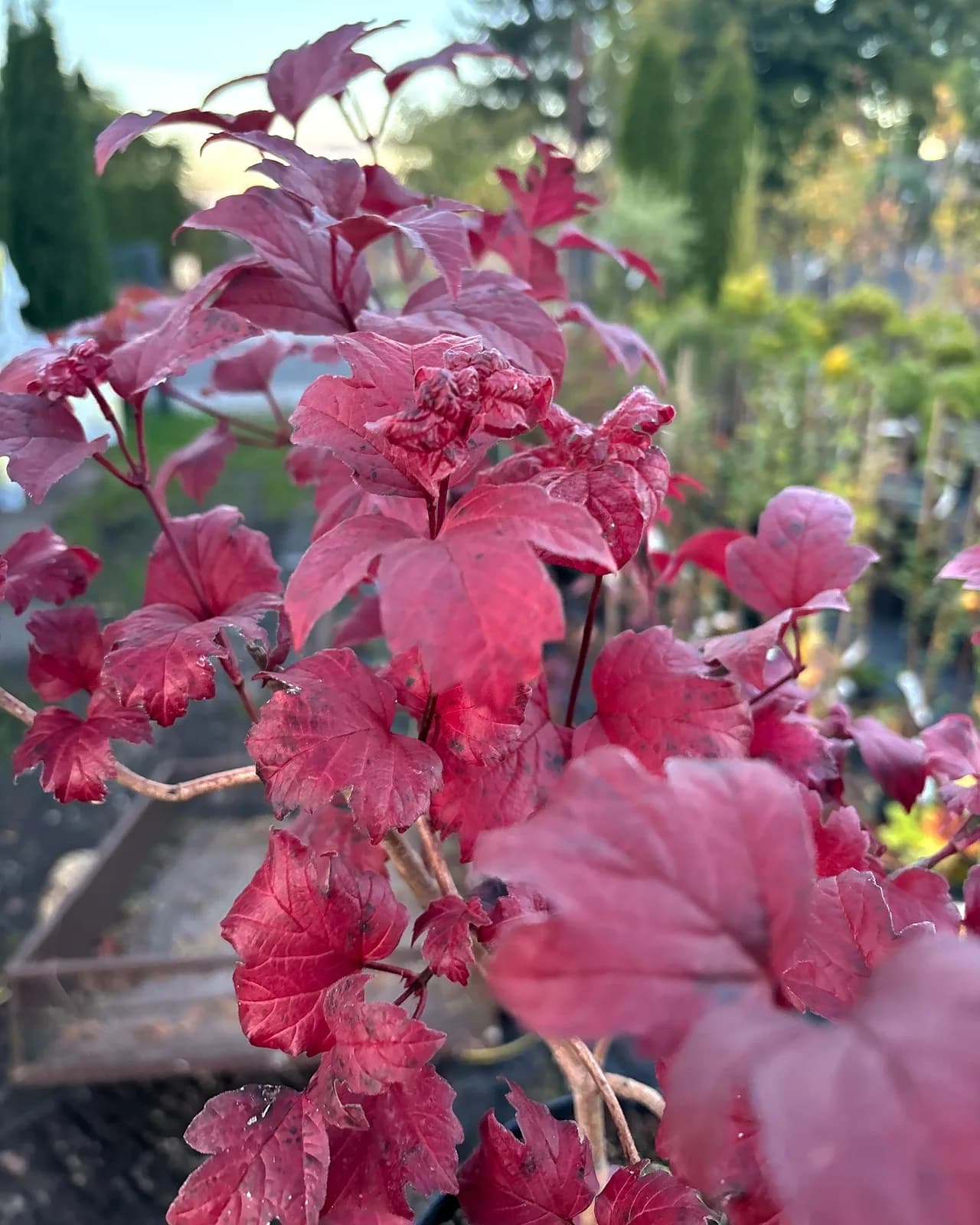 Kalina koralowa Roseum (Viburnum opulus 'Roseum'), Krzewy ozdobne z produkcji Świat Roślin, zdjęcie 6