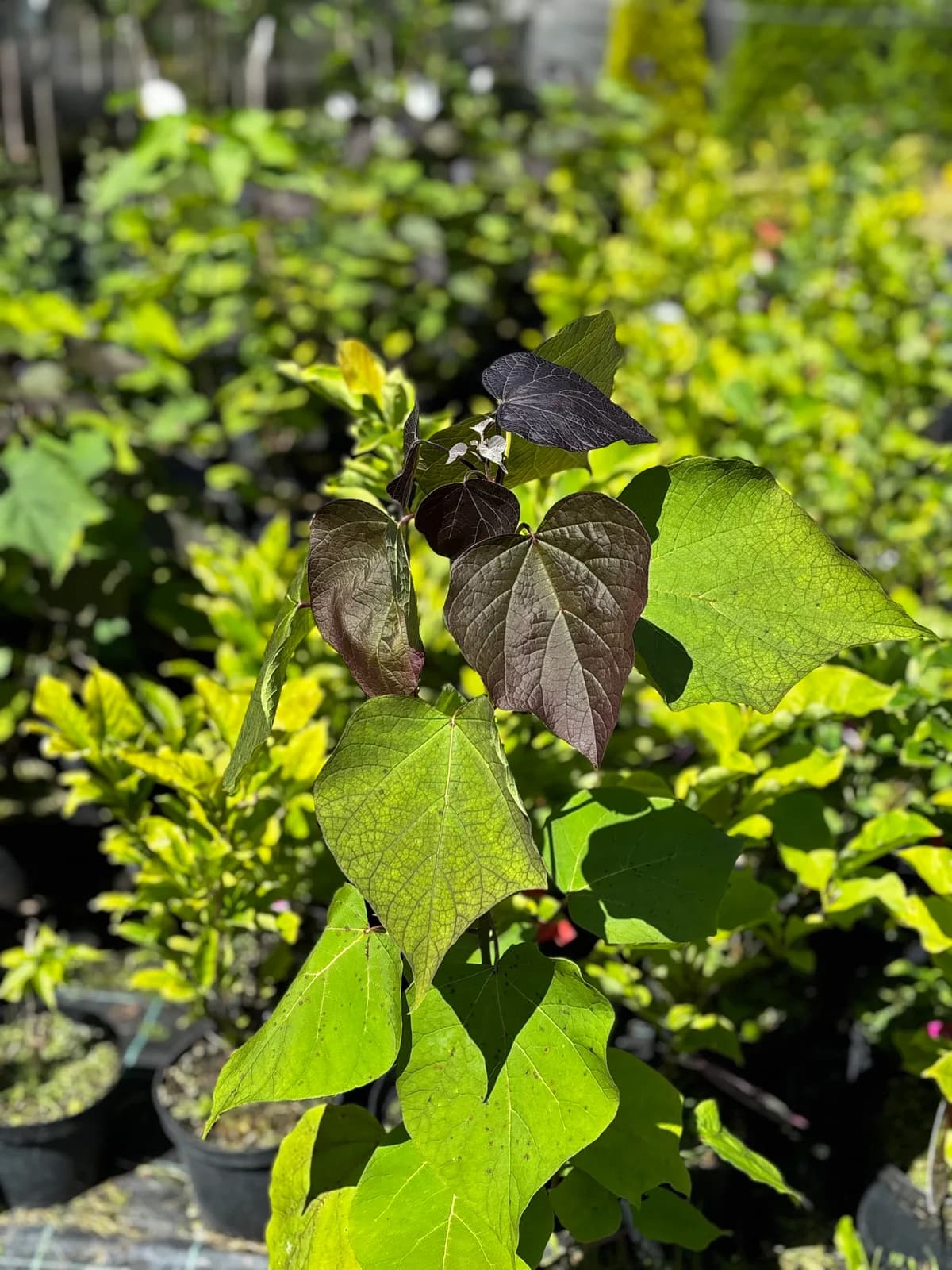 Katalpa czerwona (purpurowa) – Drzewa ozdobne