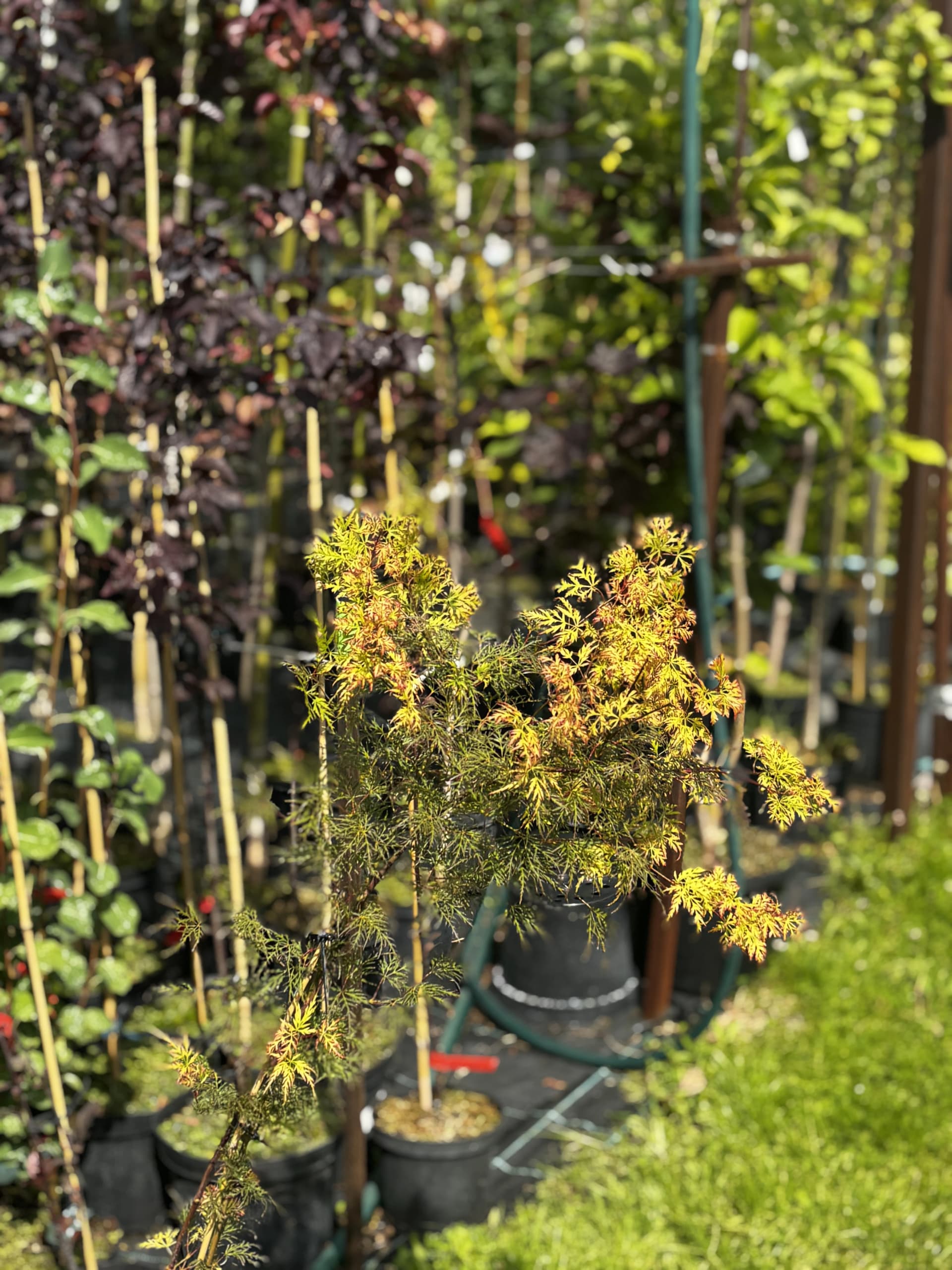 Pielęgnacja: Klon palmowy Katsura