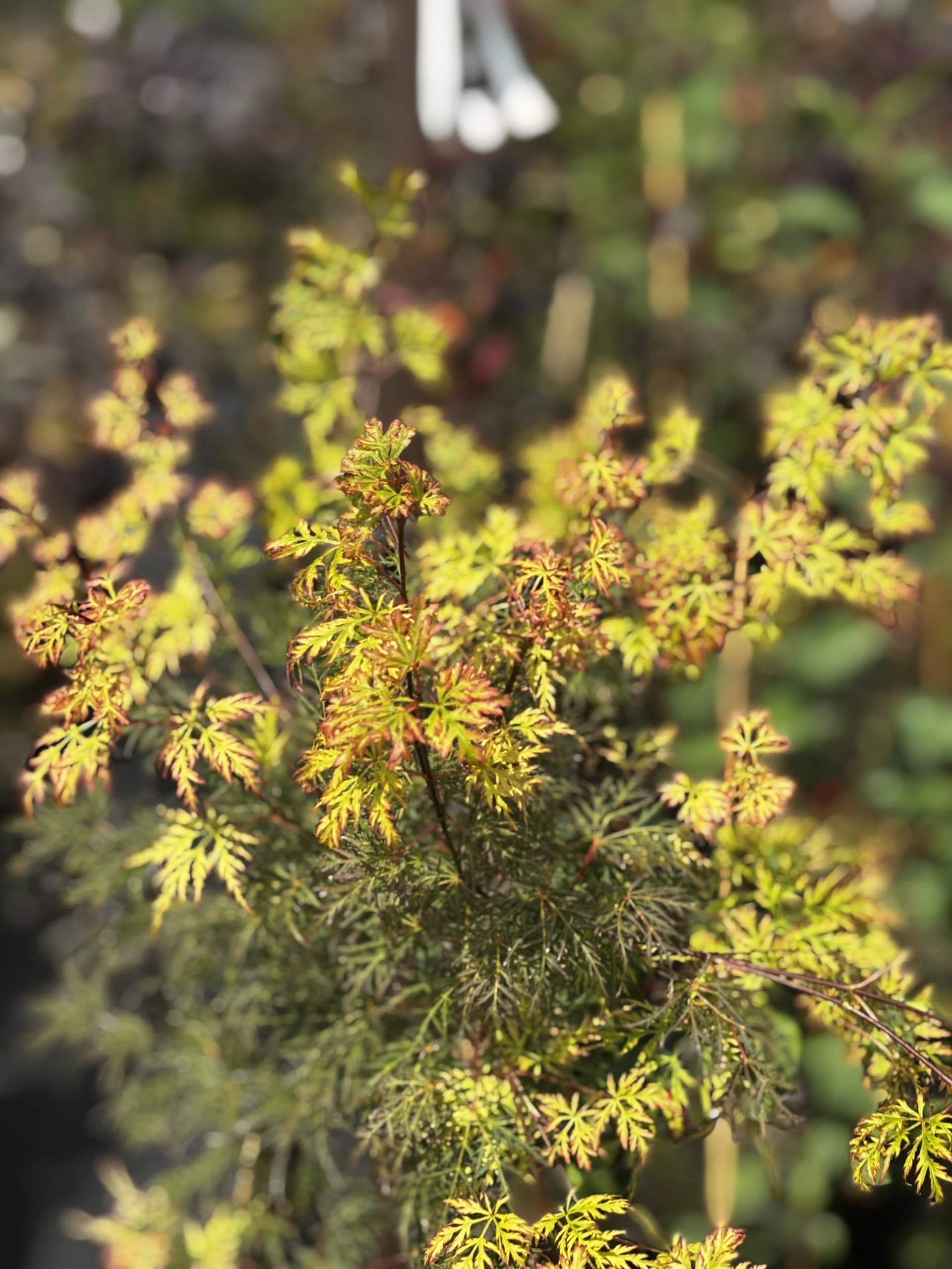 Klon palmowy Katsura (Acer palmatum 'Katsura'), Drzewa ozdobne z produkcji Świat Roślin, zdjęcie 3