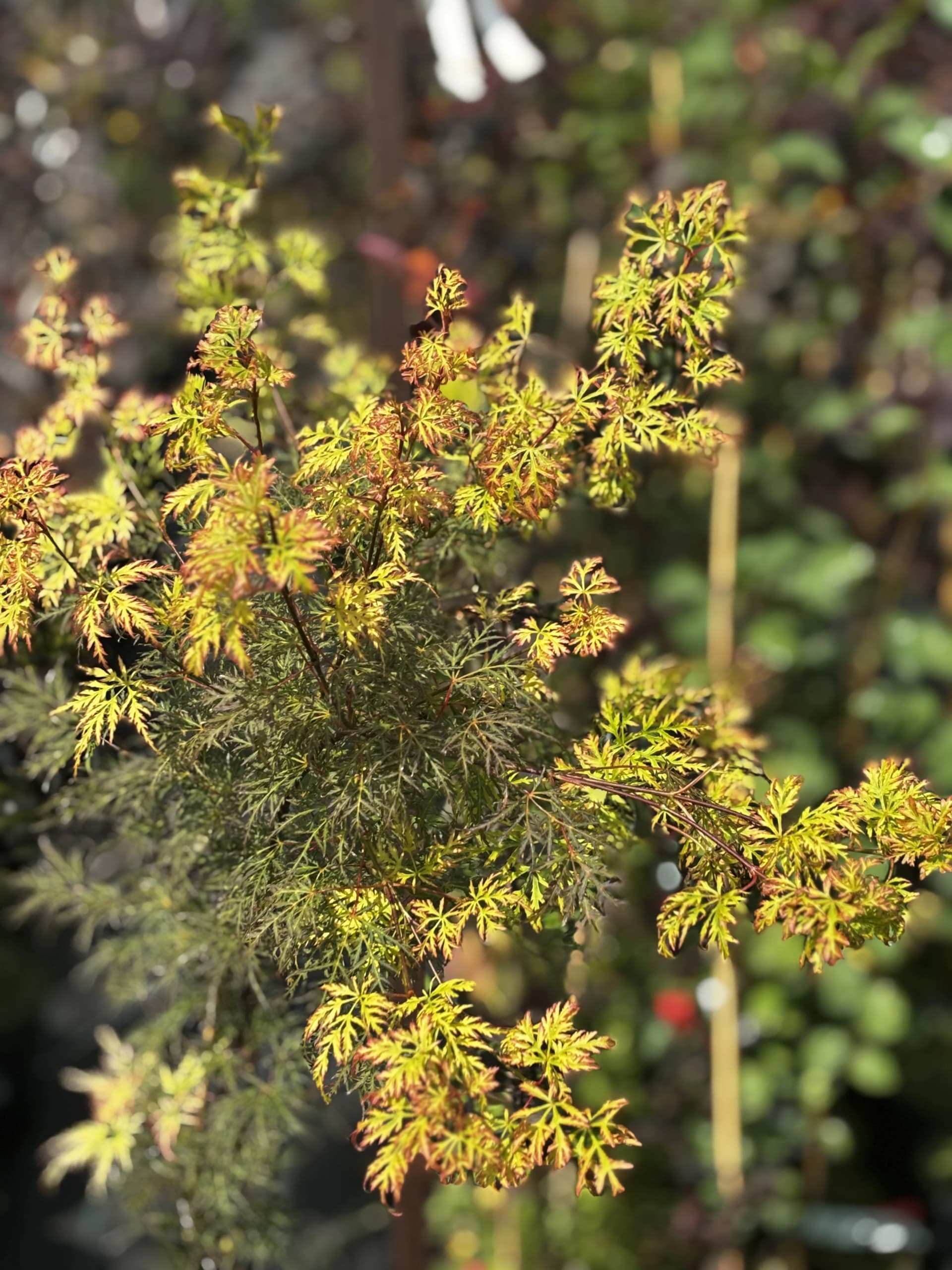 Klon palmowy Katsura (Acer palmatum 'Katsura'), Drzewa ozdobne z produkcji Świat Roślin, zdjęcie 6