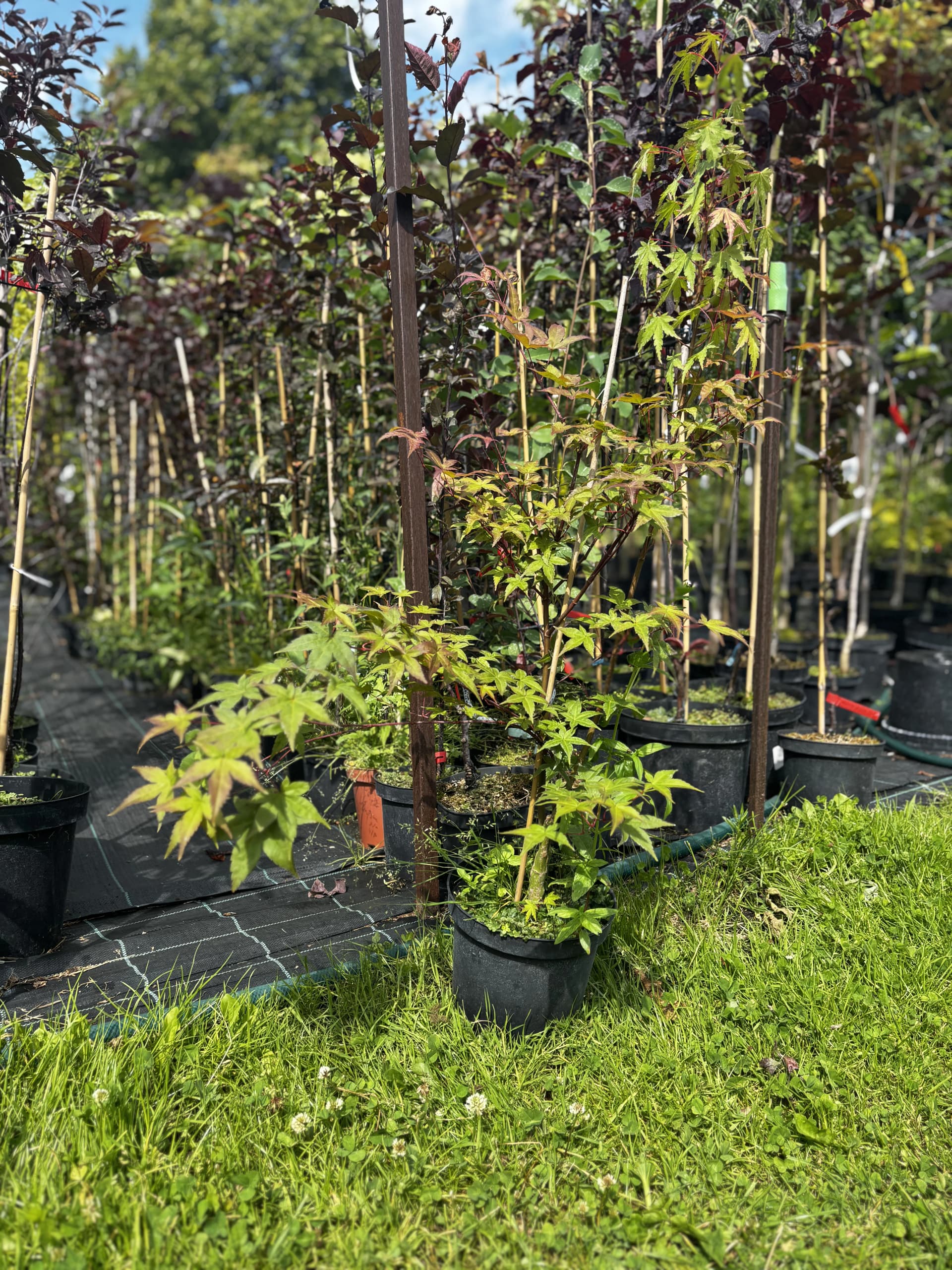 Klon palmowy Katsura (Acer palmatum 'Katsura'), Drzewa ozdobne z produkcji Świat Roślin, zdjęcie 1