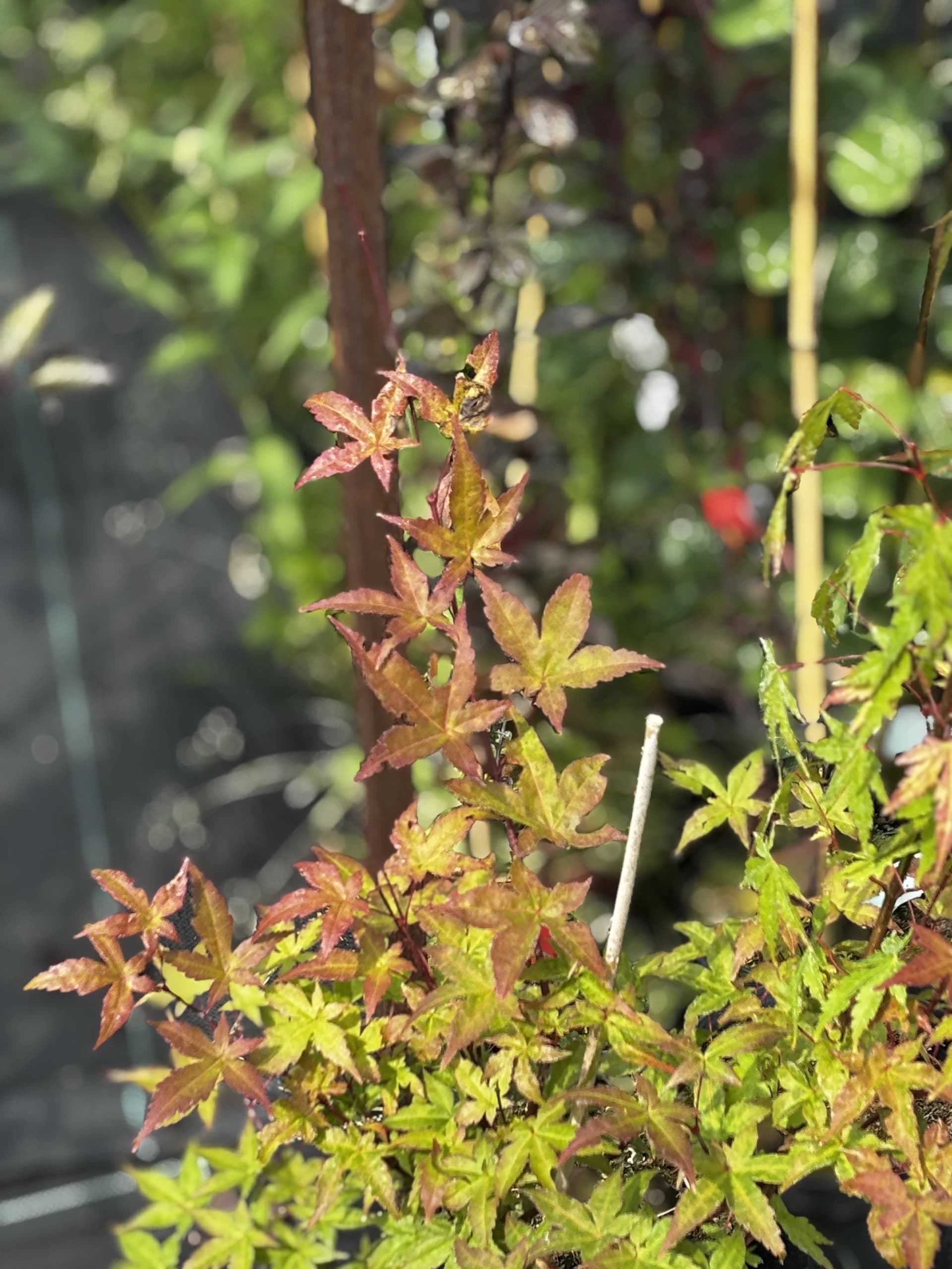 Klon palmowy Katsura – Drzewa ozdobne
