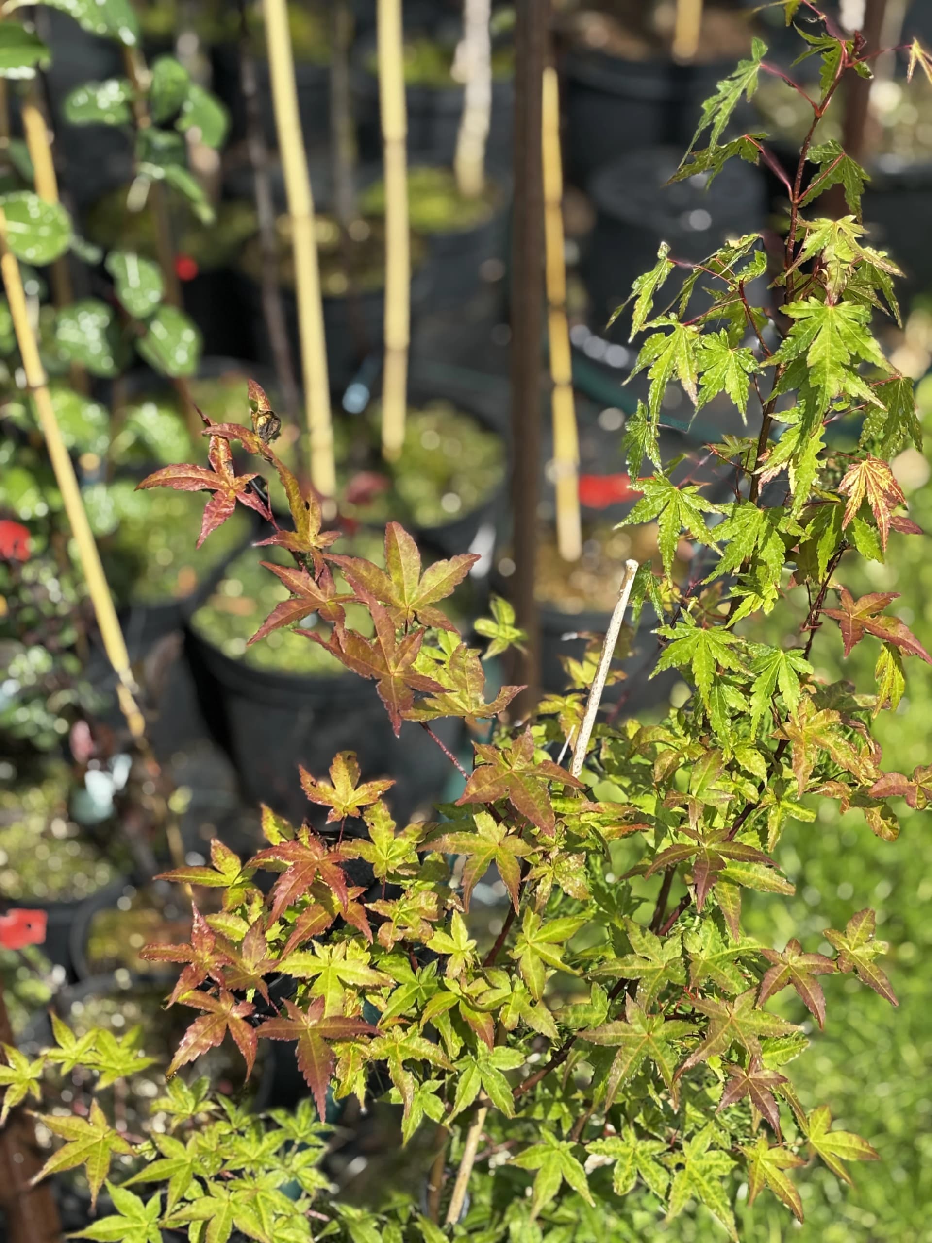 Klon palmowy Katsura (Acer palmatum 'Katsura'), Drzewa ozdobne z produkcji Świat Roślin, zdjęcie 5