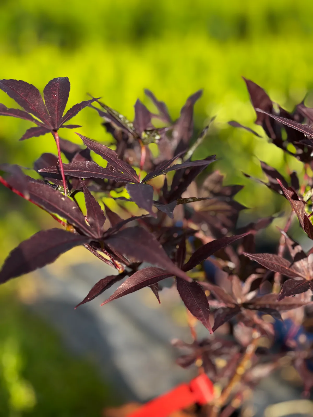 Klon palmowy Red Emperor (Acer palmatum 'Red Emperor'), Drzewa ozdobne z produkcji Świat Roślin, zdjęcie 3