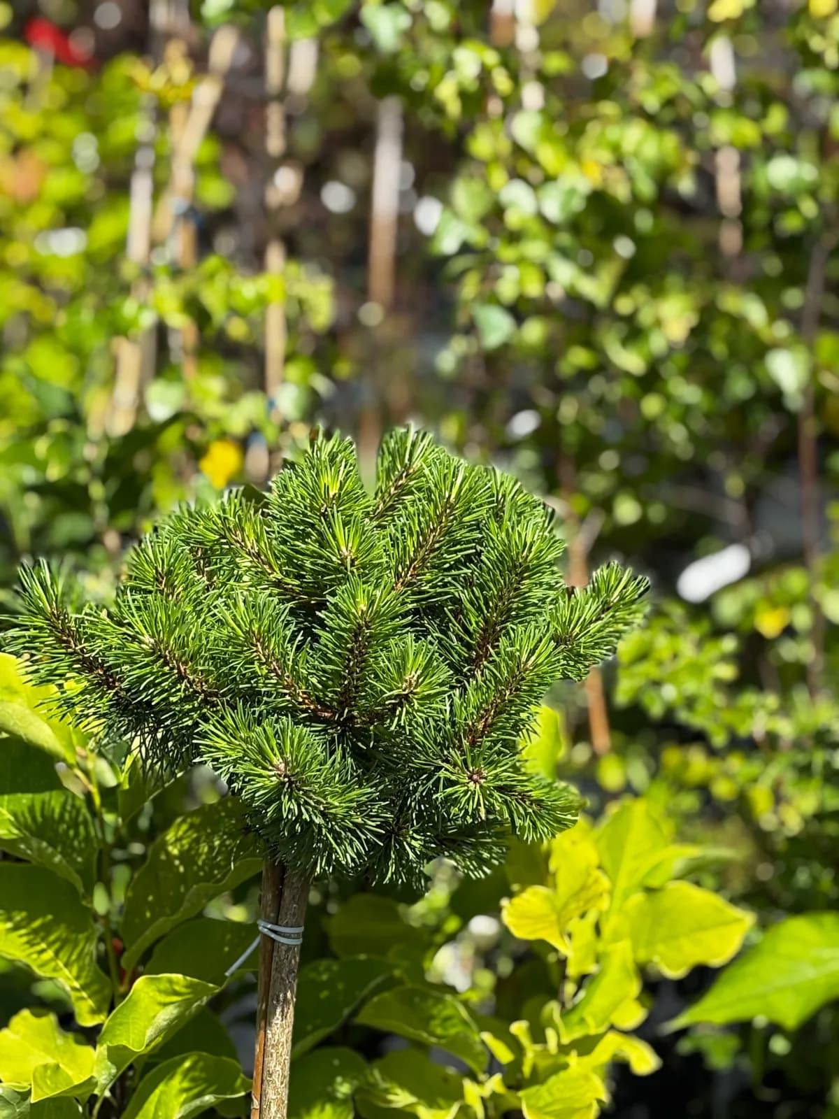 Sosna kosodrzewina mugo na pniu (Pinus mugo (forma szczepiona na pniu)), Iglaki z produkcji Świat Roślin, zdjęcie 3
