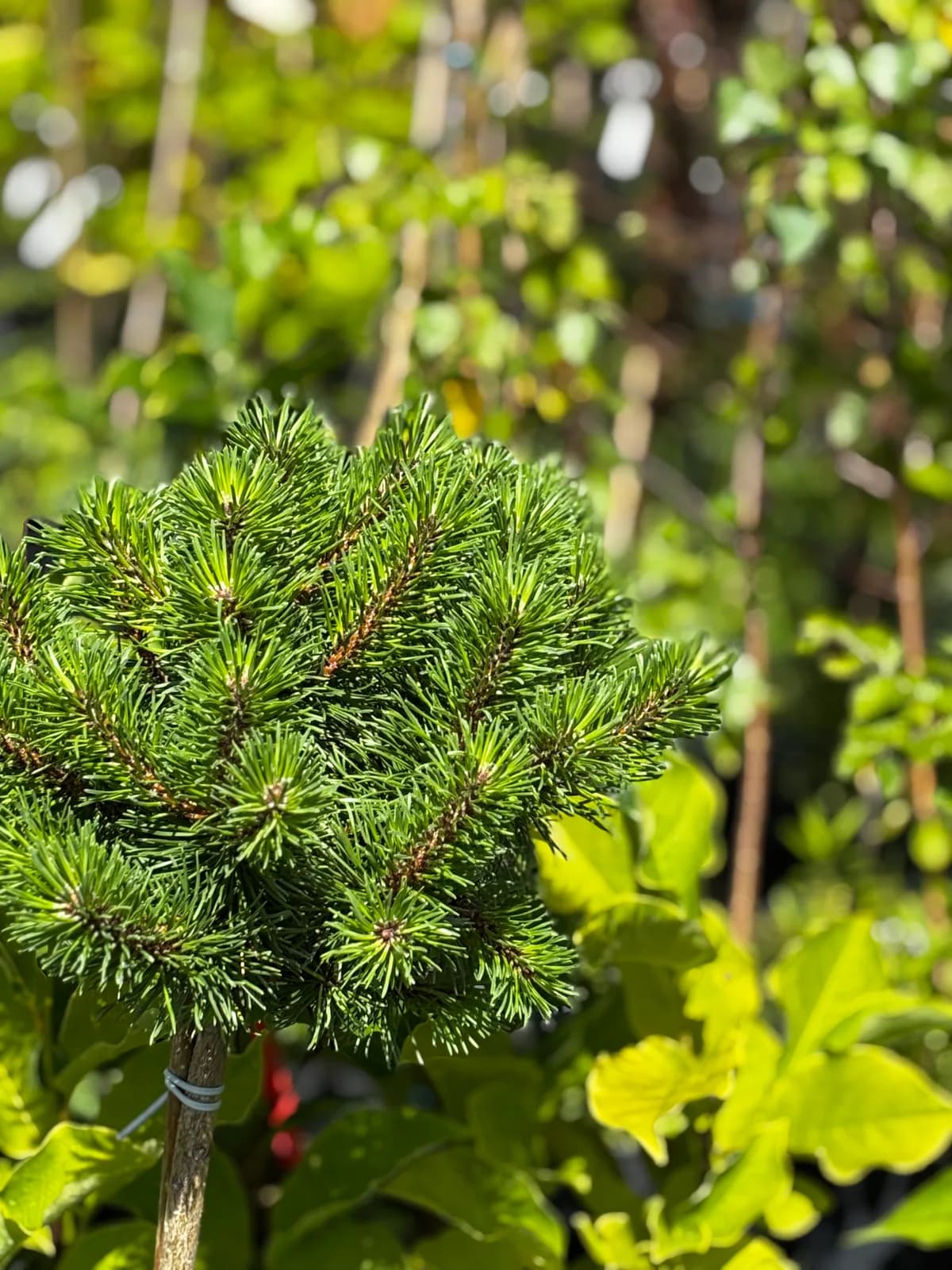 Sosna kosodrzewina mugo na pniu (Pinus mugo (forma szczepiona na pniu)), Iglaki z produkcji Świat Roślin, zdjęcie 5