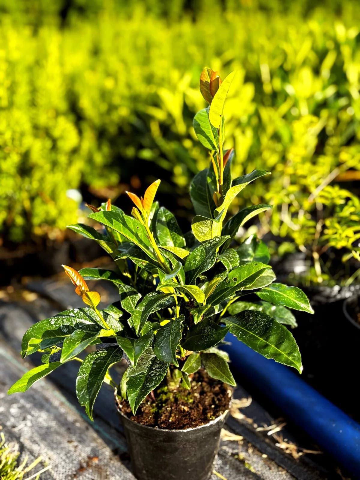 Laurowiśnia wschodnia Antonius (Prunus laurocerasus 'Antonius'), Żywopłoty z produkcji Świat Roślin, zdjęcie 1