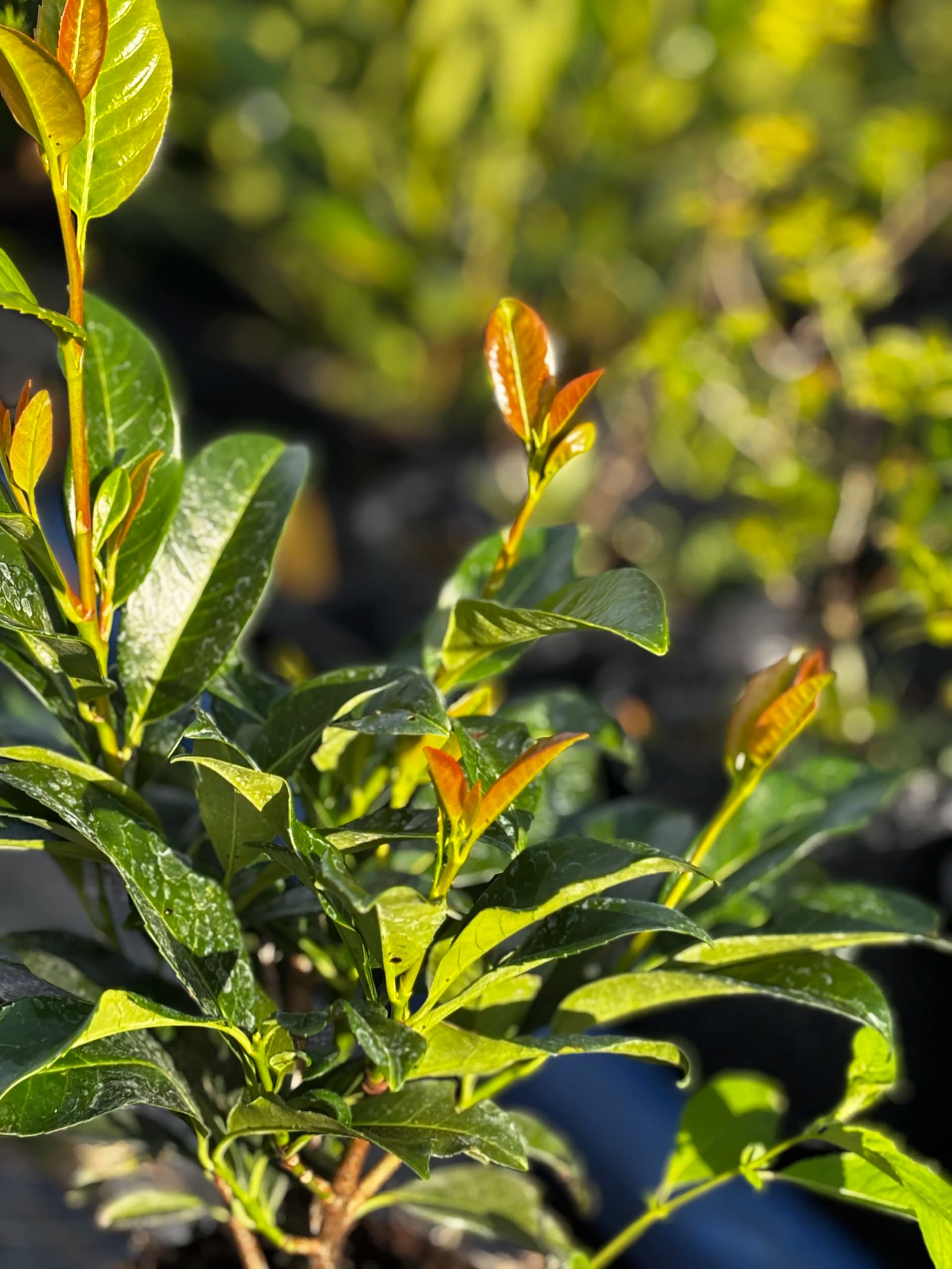 Laurowiśnia wschodnia Antonius (Prunus laurocerasus 'Antonius'), Żywopłoty z produkcji Świat Roślin, zdjęcie 6