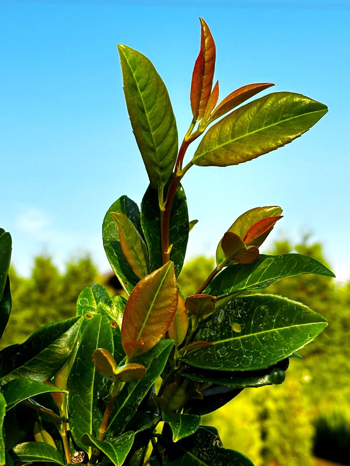 Laurowiśnia wschodnia Antonius (Prunus laurocerasus 'Antonius'), Żywopłoty z produkcji Świat Roślin, zdjęcie 5