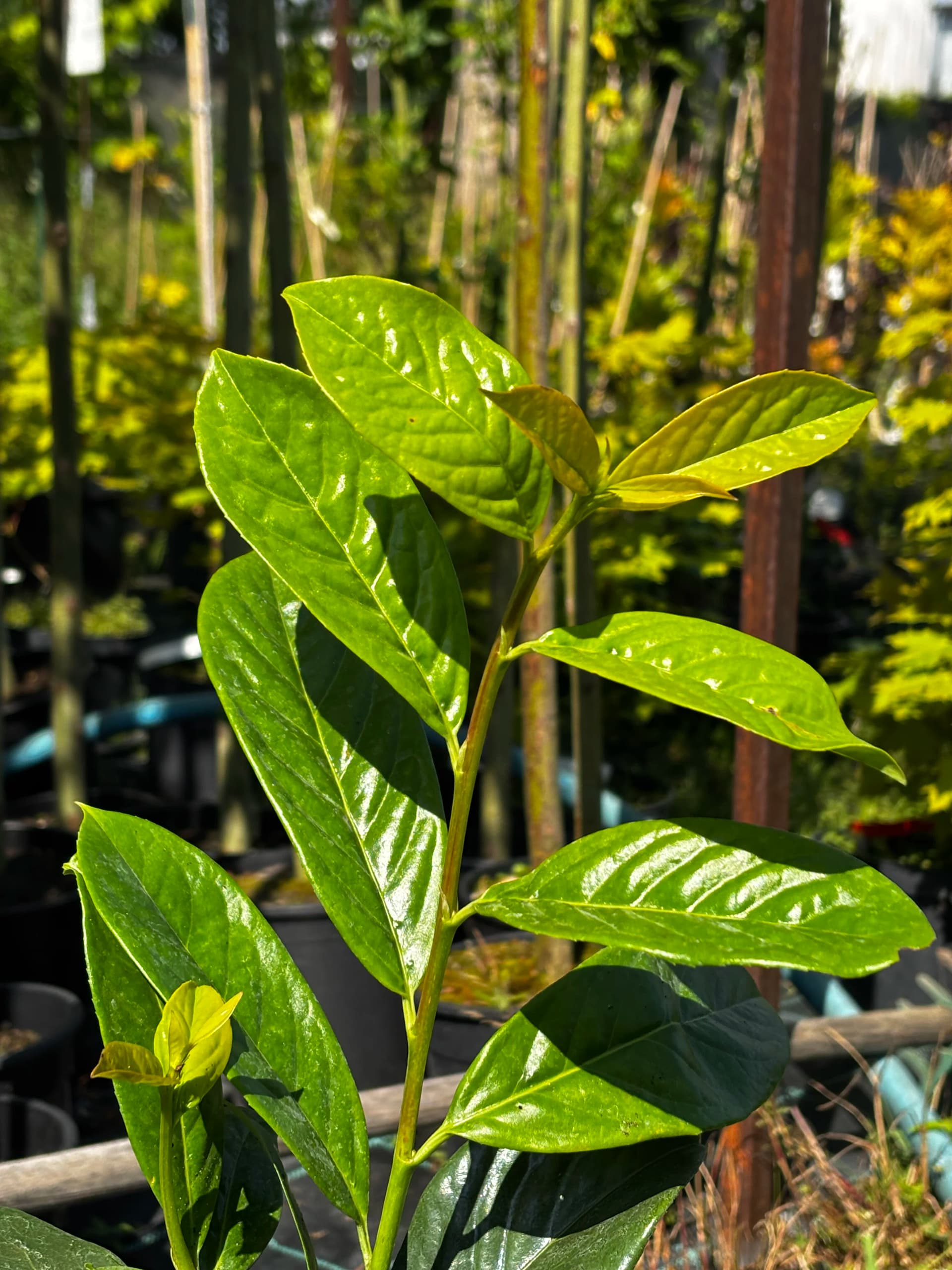 Laurowiśnia wschodnia Caucasica (Prunus laurocerasus 'Caucasica'), Żywopłoty z produkcji Świat Roślin, zdjęcie 1