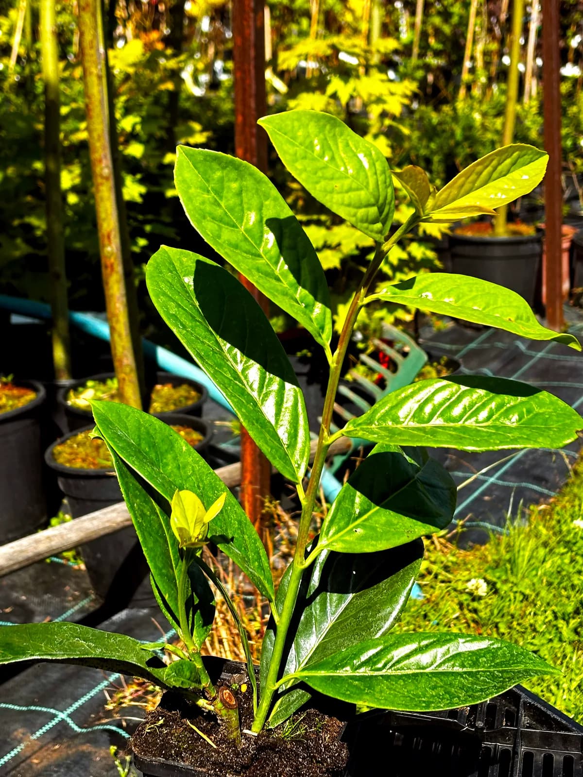 Laurowiśnia wschodnia Caucasica (Prunus laurocerasus 'Caucasica'), Żywopłoty z produkcji Świat Roślin, zdjęcie 3