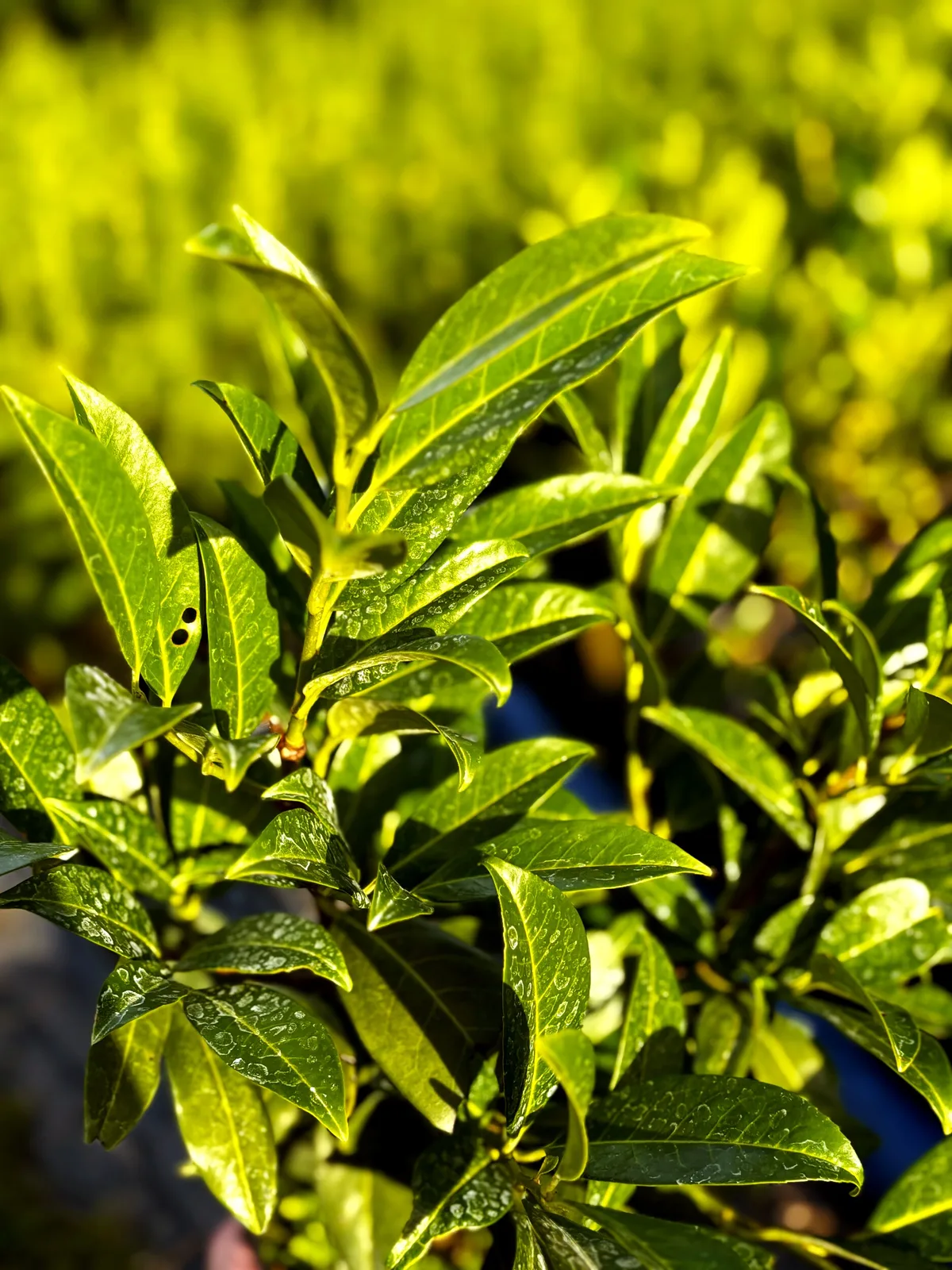 Laurowiśnia wschodnia Herbergii (Prunus laurocerasus 'Herbergii'), Żywopłoty z produkcji Świat Roślin, zdjęcie 3