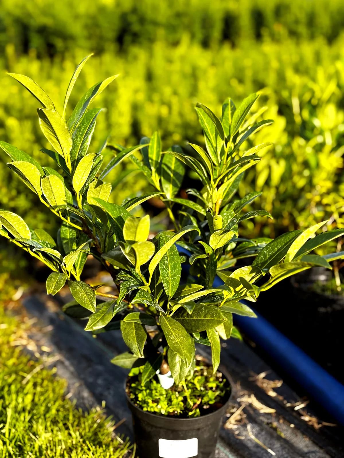 Laurowiśnia wschodnia Herbergii (Prunus laurocerasus 'Herbergii'), Żywopłoty z produkcji Świat Roślin, zdjęcie 1