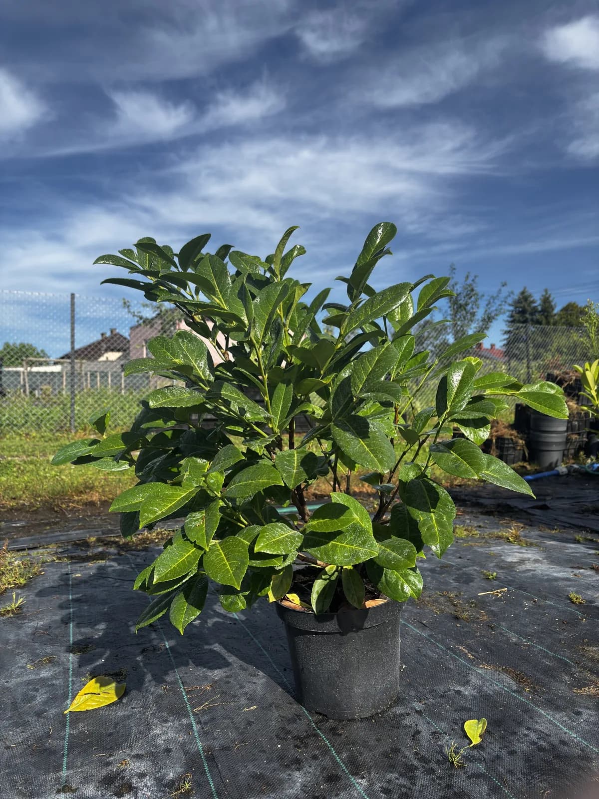 Laurowiśnia wschodnia Novita (Prunus laurocerasus 'Novita'), Żywopłoty z produkcji Świat Roślin, zdjęcie 1