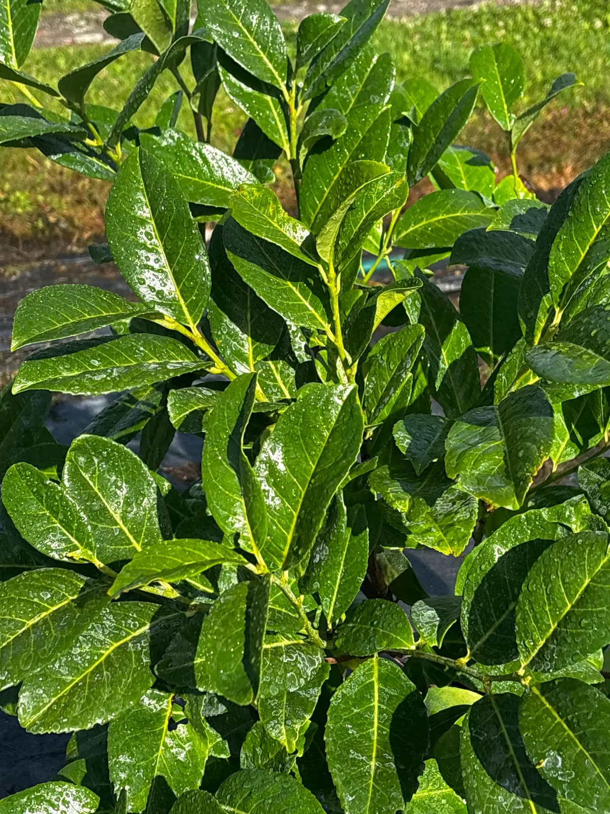 Laurowiśnia wschodnia Novita (Prunus laurocerasus 'Novita'), Żywopłoty z produkcji Świat Roślin, zdjęcie 3