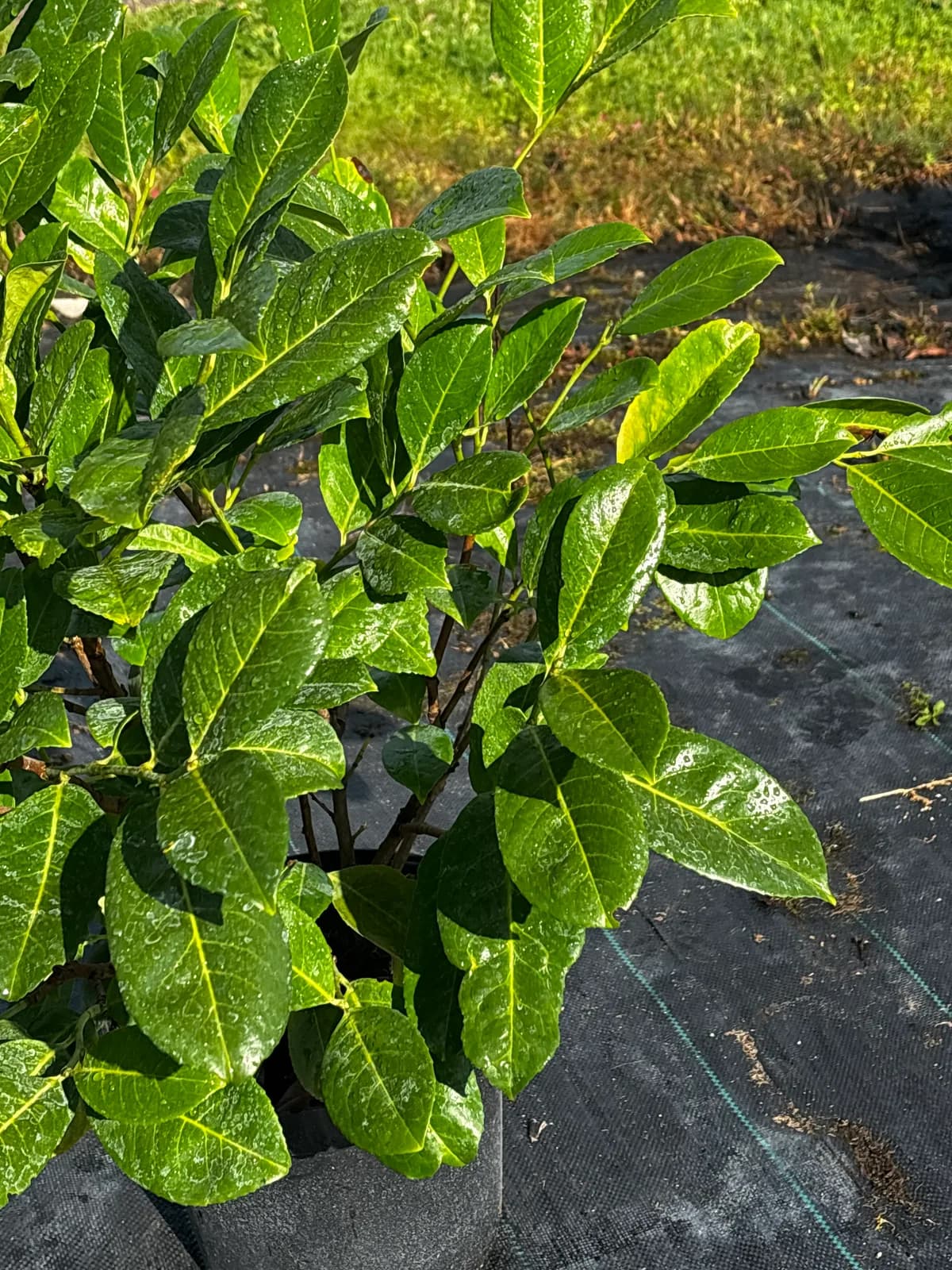 Laurowiśnia wschodnia Novita (Prunus laurocerasus 'Novita'), Żywopłoty z produkcji Świat Roślin, zdjęcie 5