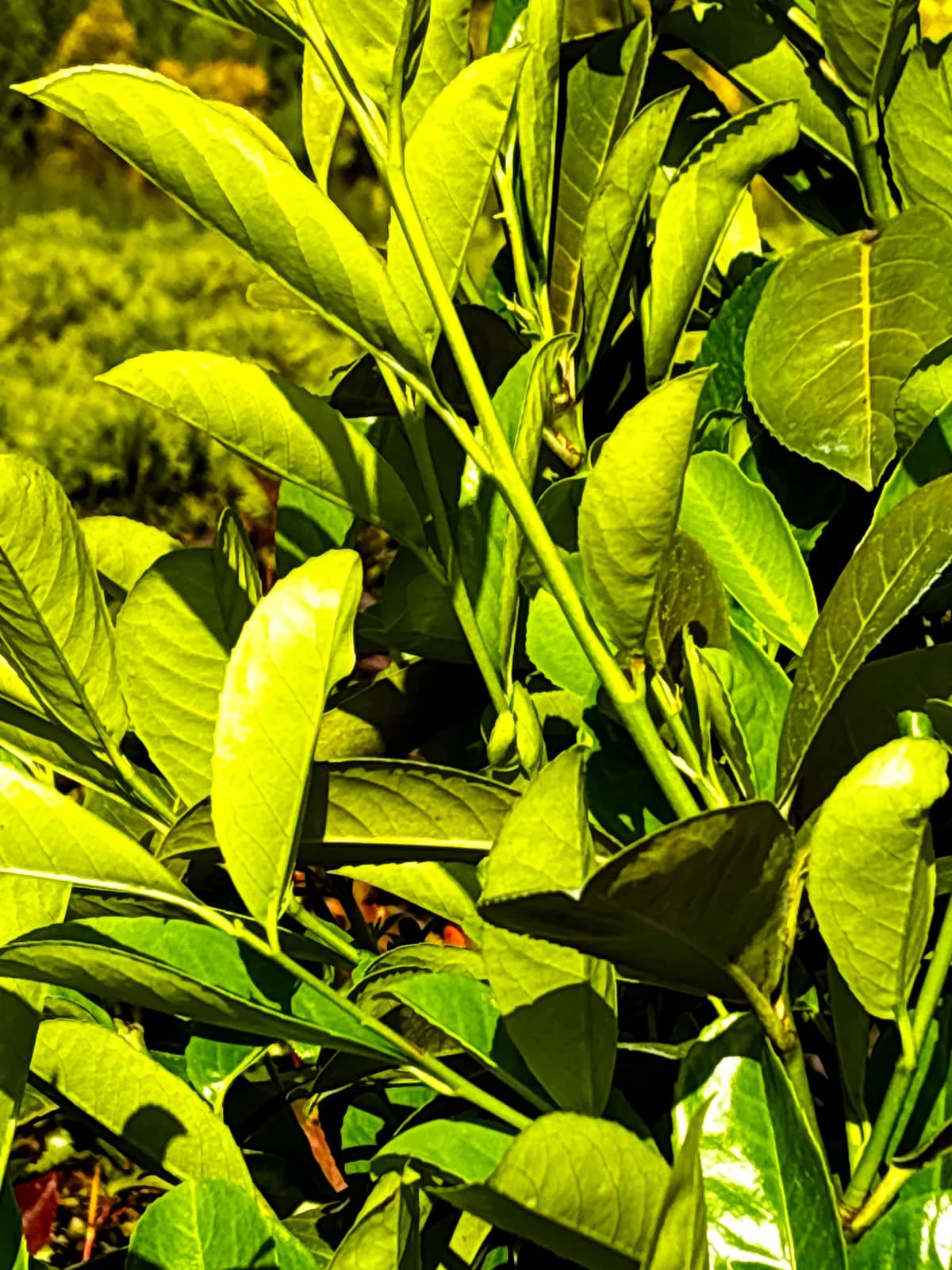 Laurowiśnia wschodnia Rotundifolia z bliska