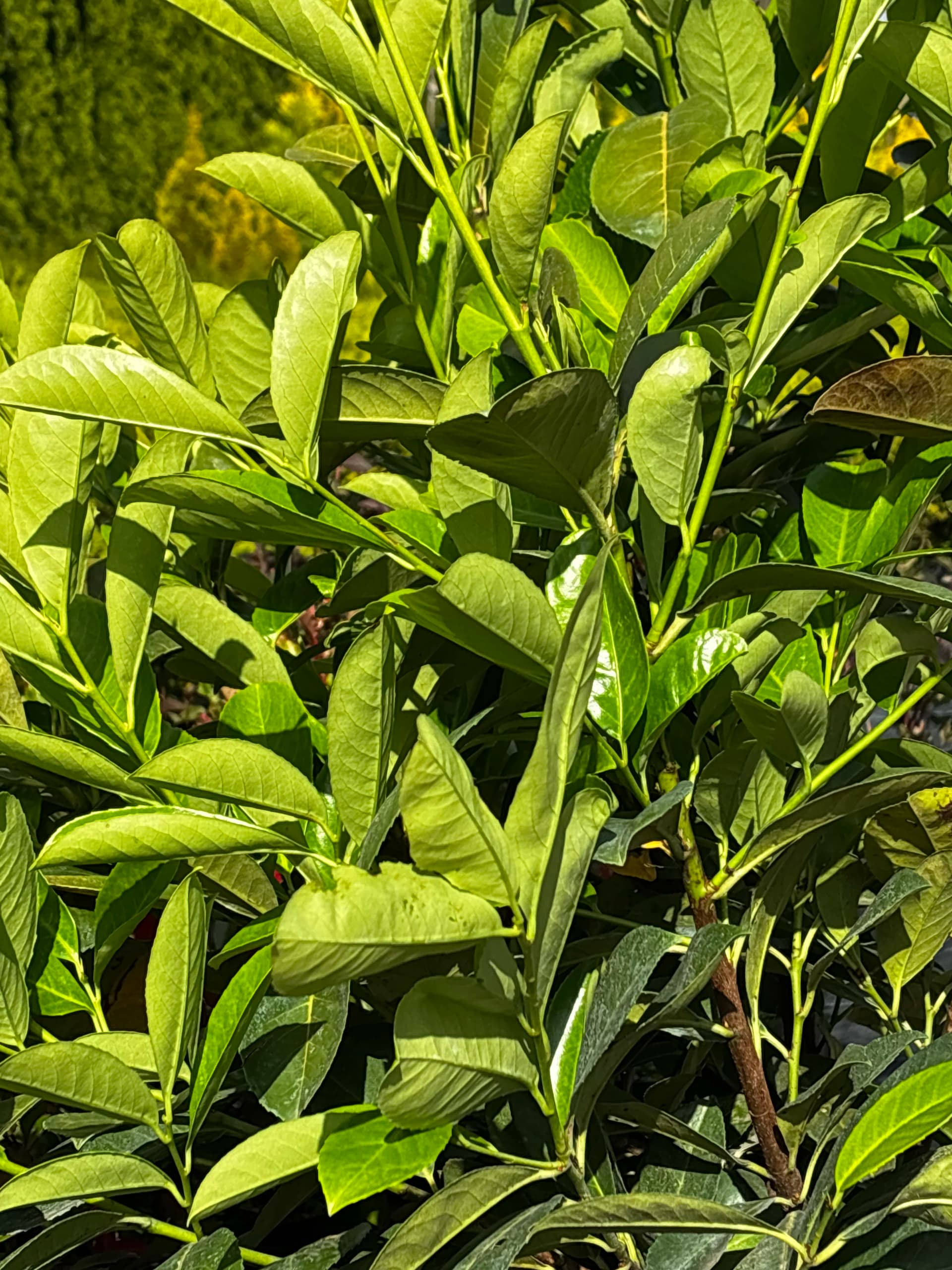 Laurowiśnia wschodnia Rotundifolia (Prunus laurocerasus 'Rotundifolia'), Żywopłoty z produkcji Świat Roślin, zdjęcie 3