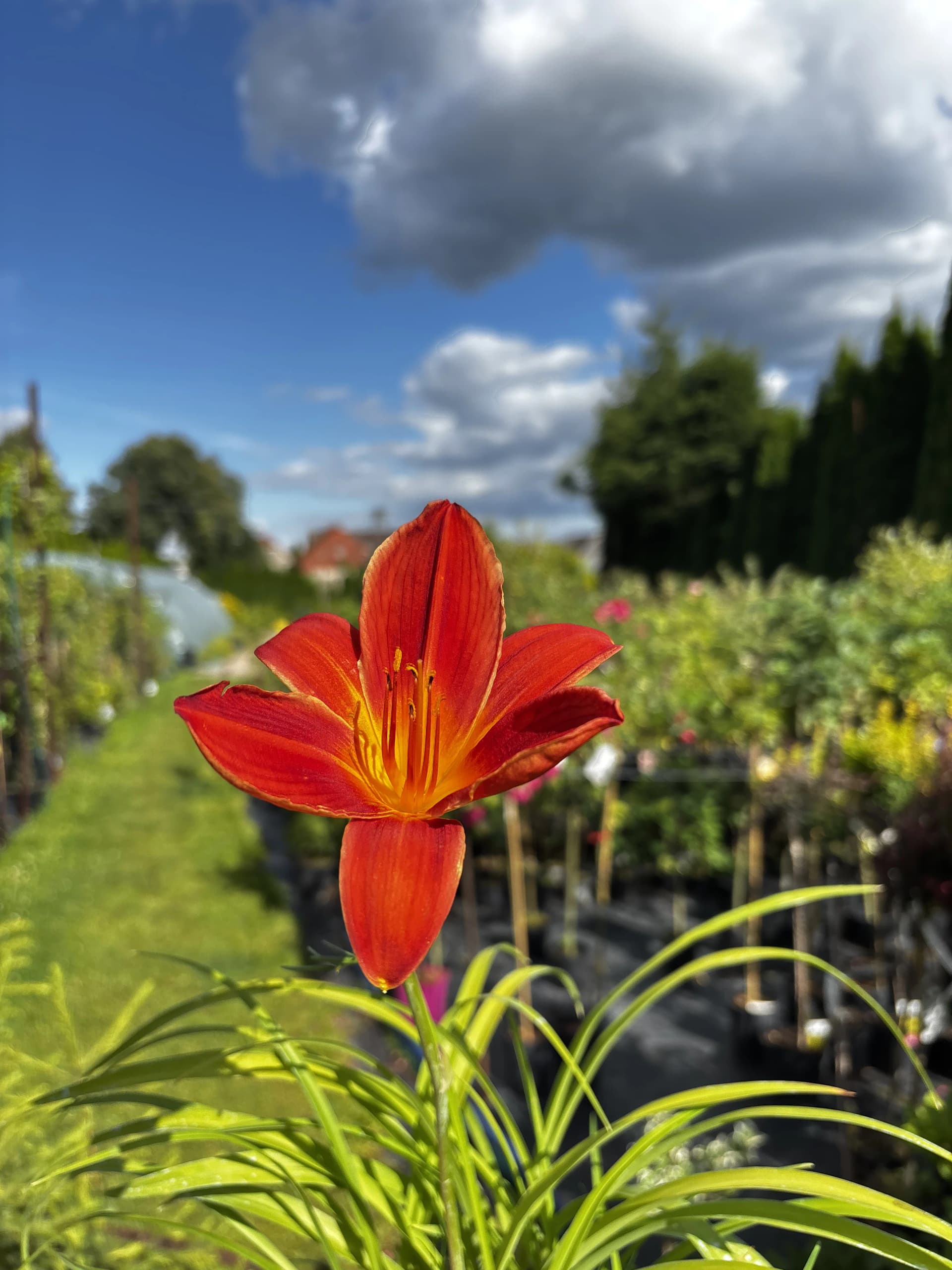 Liliowiec Autumn Red – Byliny