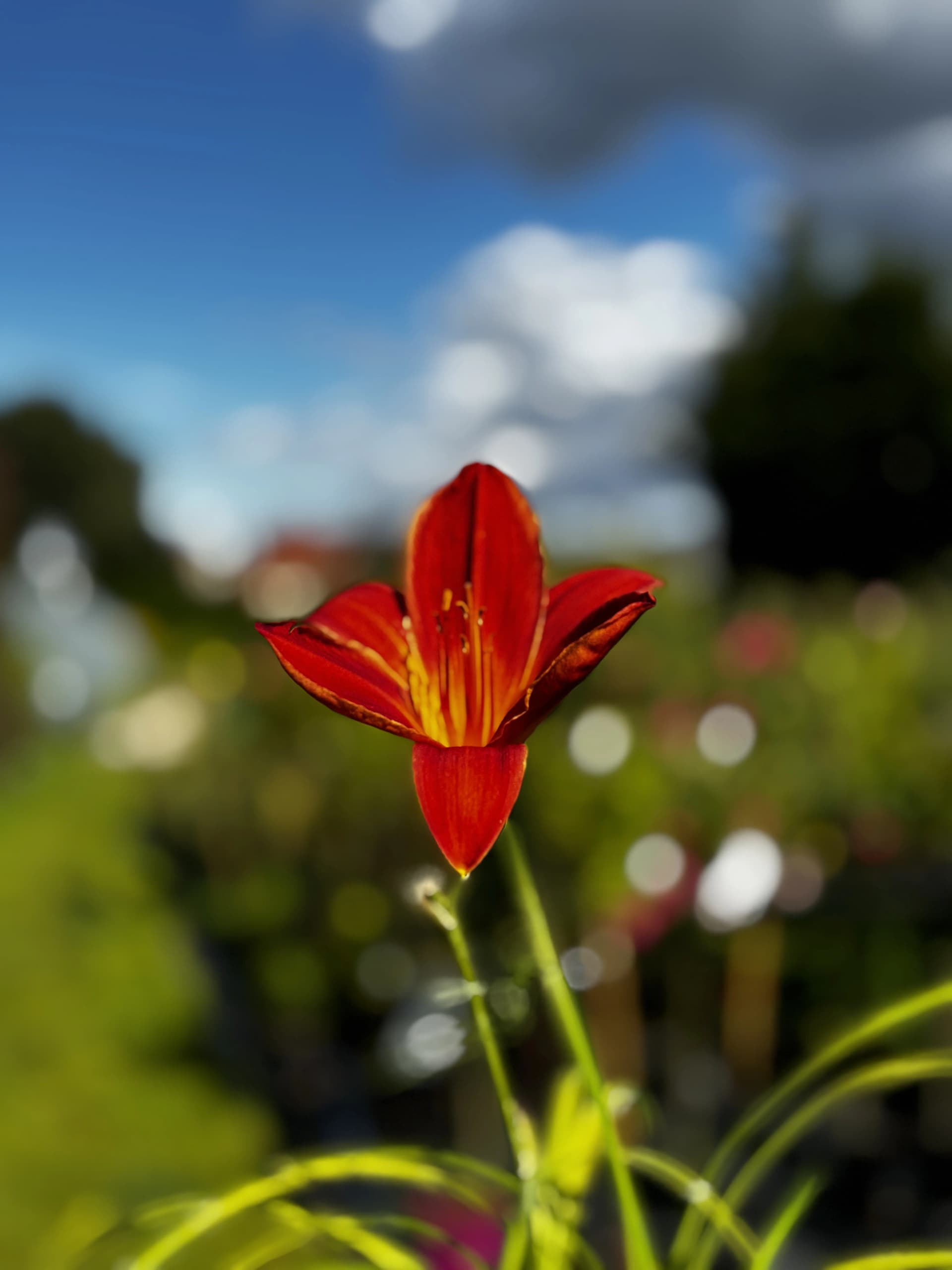 Liliowiec Autumn Red (Hemerocallis 'Autumn Red'), Byliny z produkcji Świat Roślin, zdjęcie 3