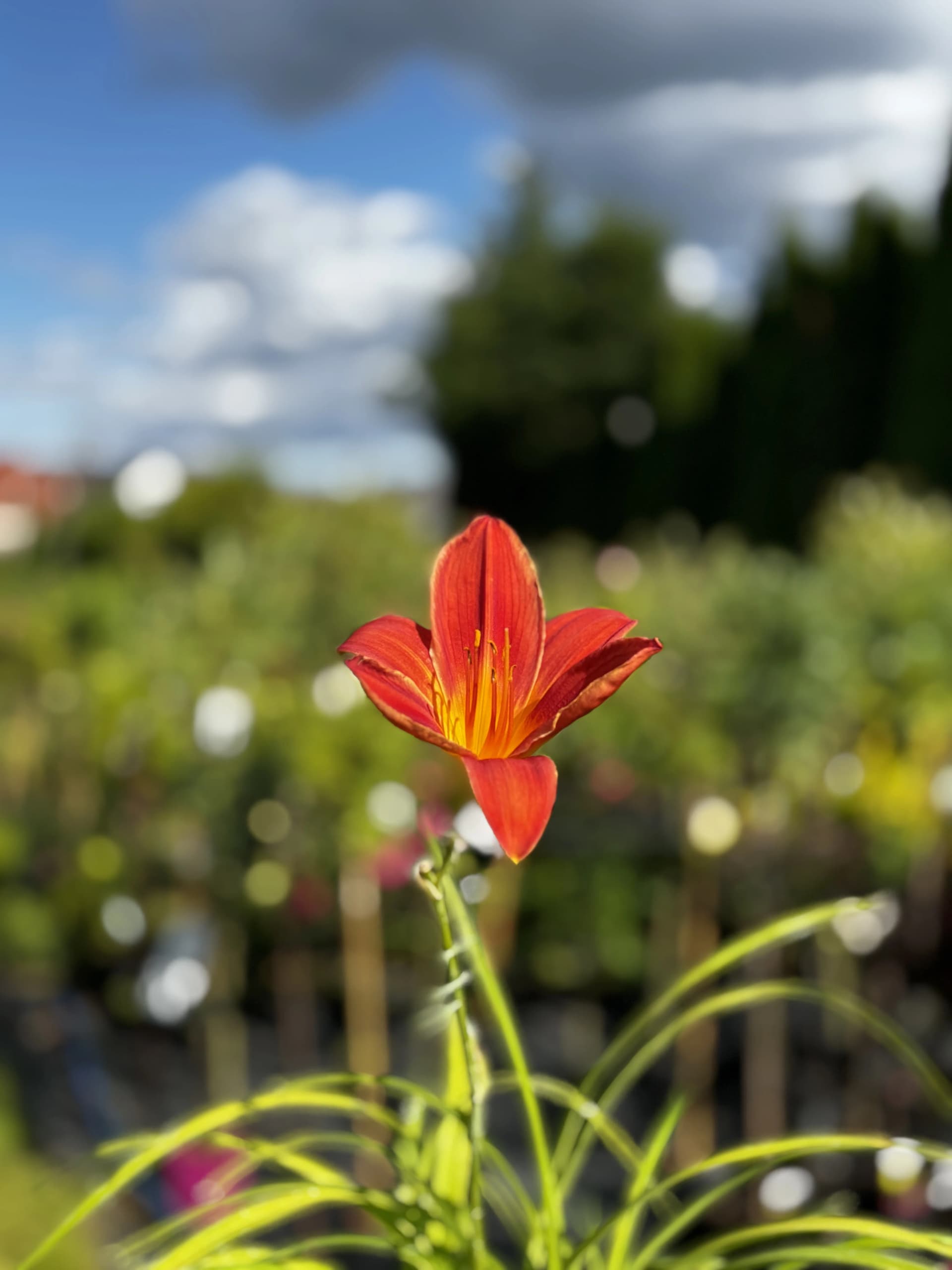 Pielęgnacja: Liliowiec Autumn Red