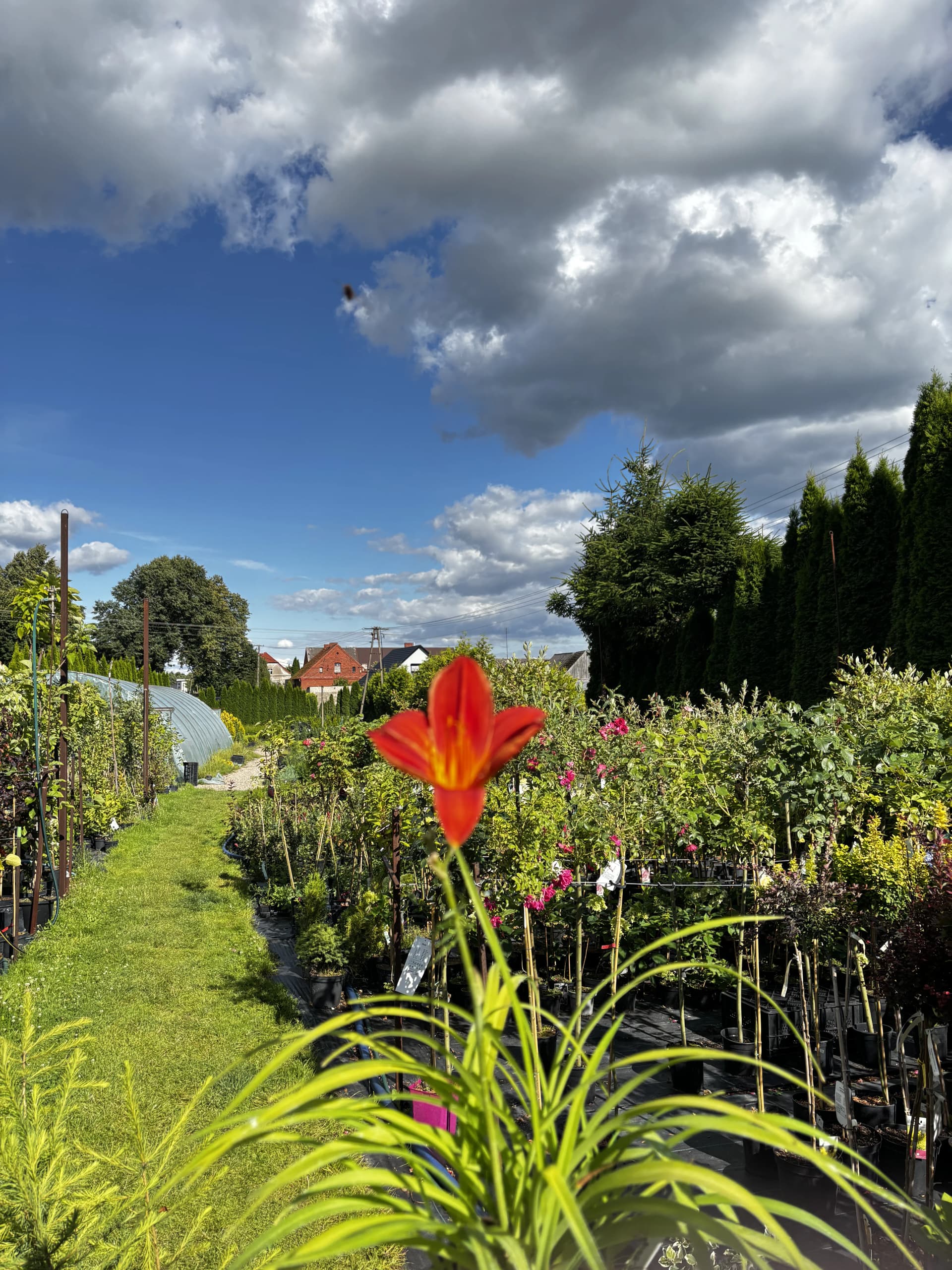 Liliowiec Autumn Red (Hemerocallis 'Autumn Red'), Byliny z produkcji Świat Roślin, zdjęcie 5
