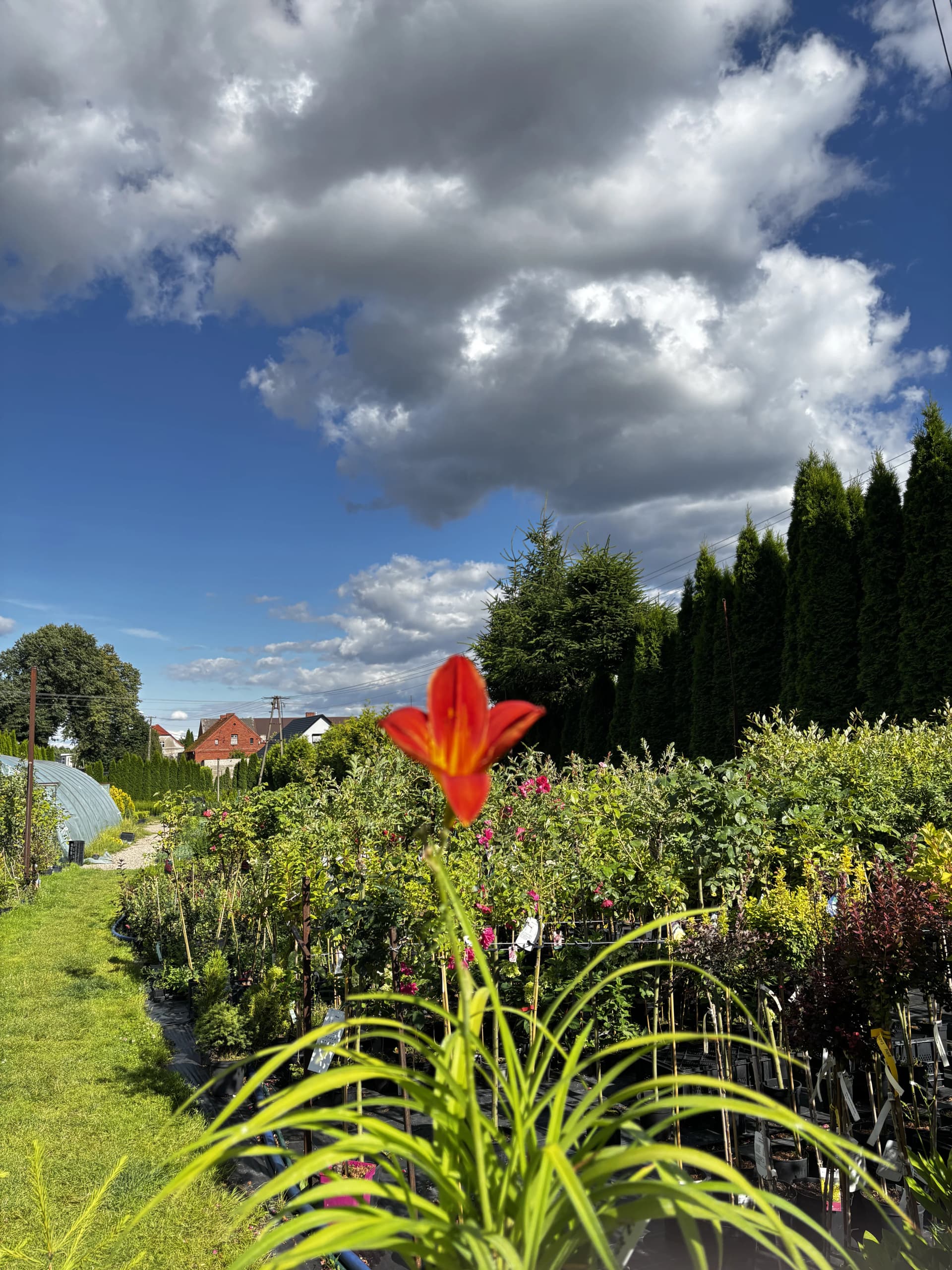Liliowiec Autumn Red (Hemerocallis 'Autumn Red'), Byliny z produkcji Świat Roślin, zdjęcie 6