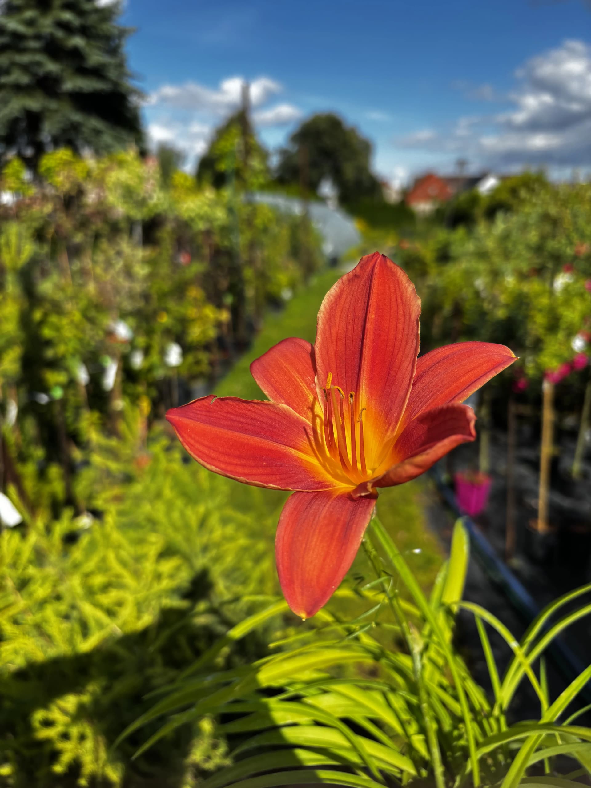 Liliowiec Autumn Red – Byliny