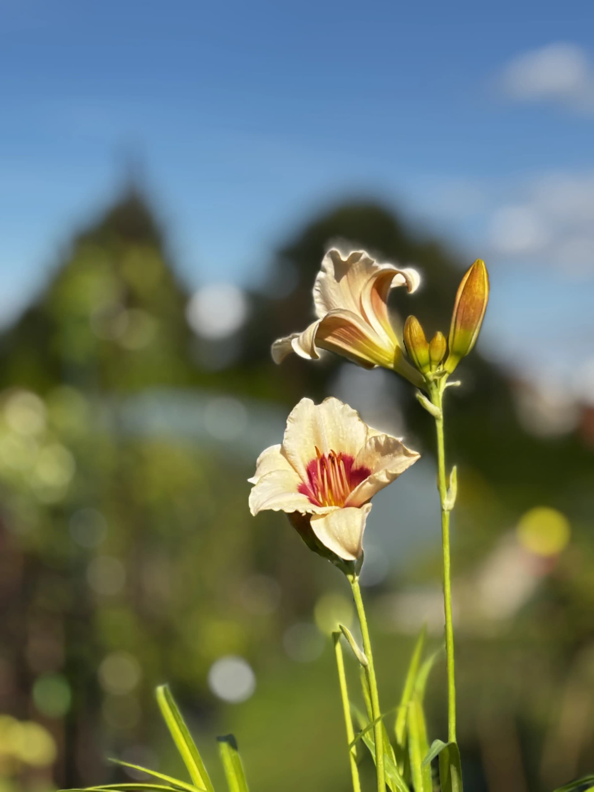 Liliowiec Brilliant Circle (Hemerocallis 'Brilliant Circle'), Byliny z produkcji Świat Roślin, zdjęcie 3